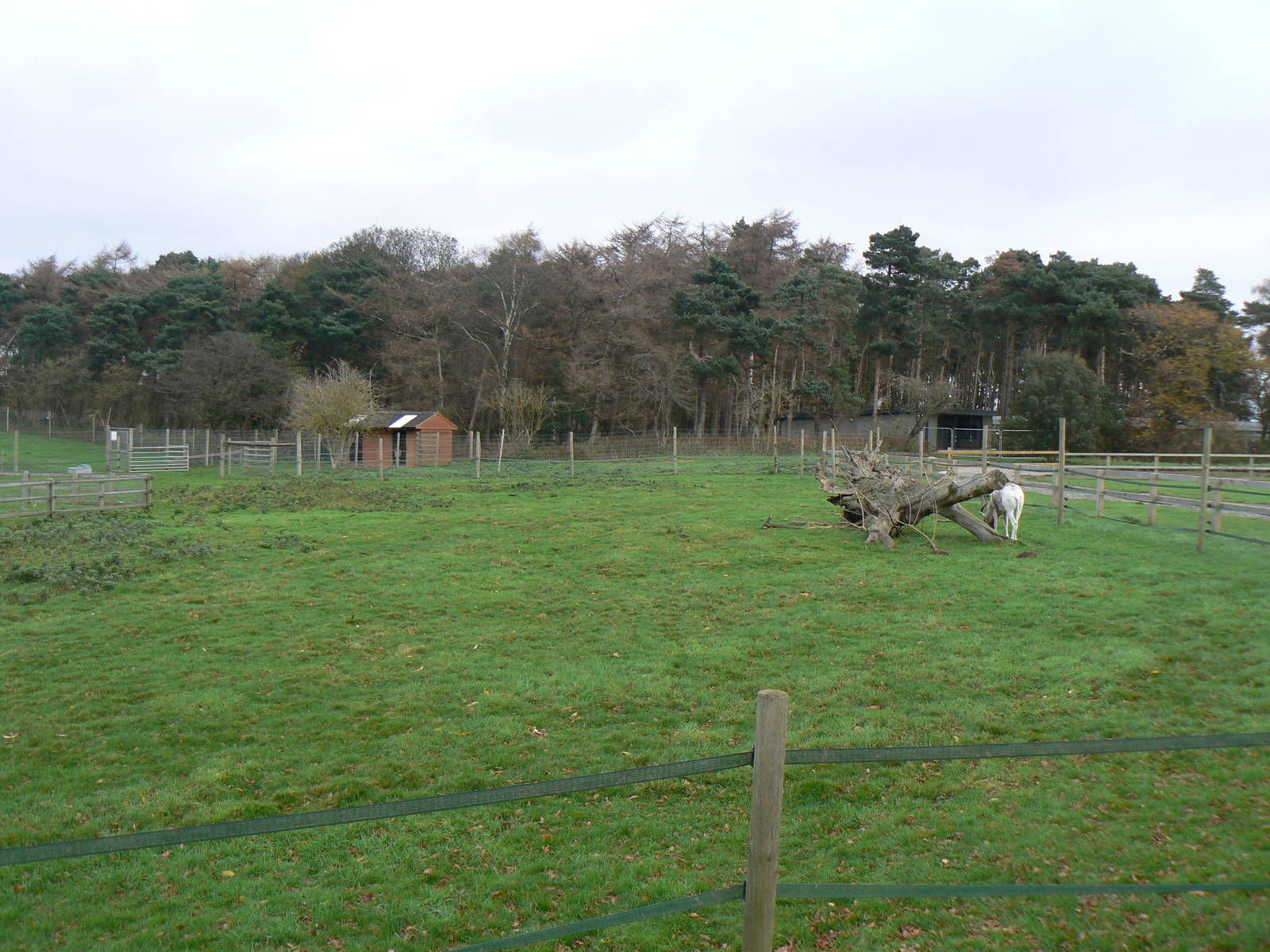 View of Addax Enclosure - 22 November 2015