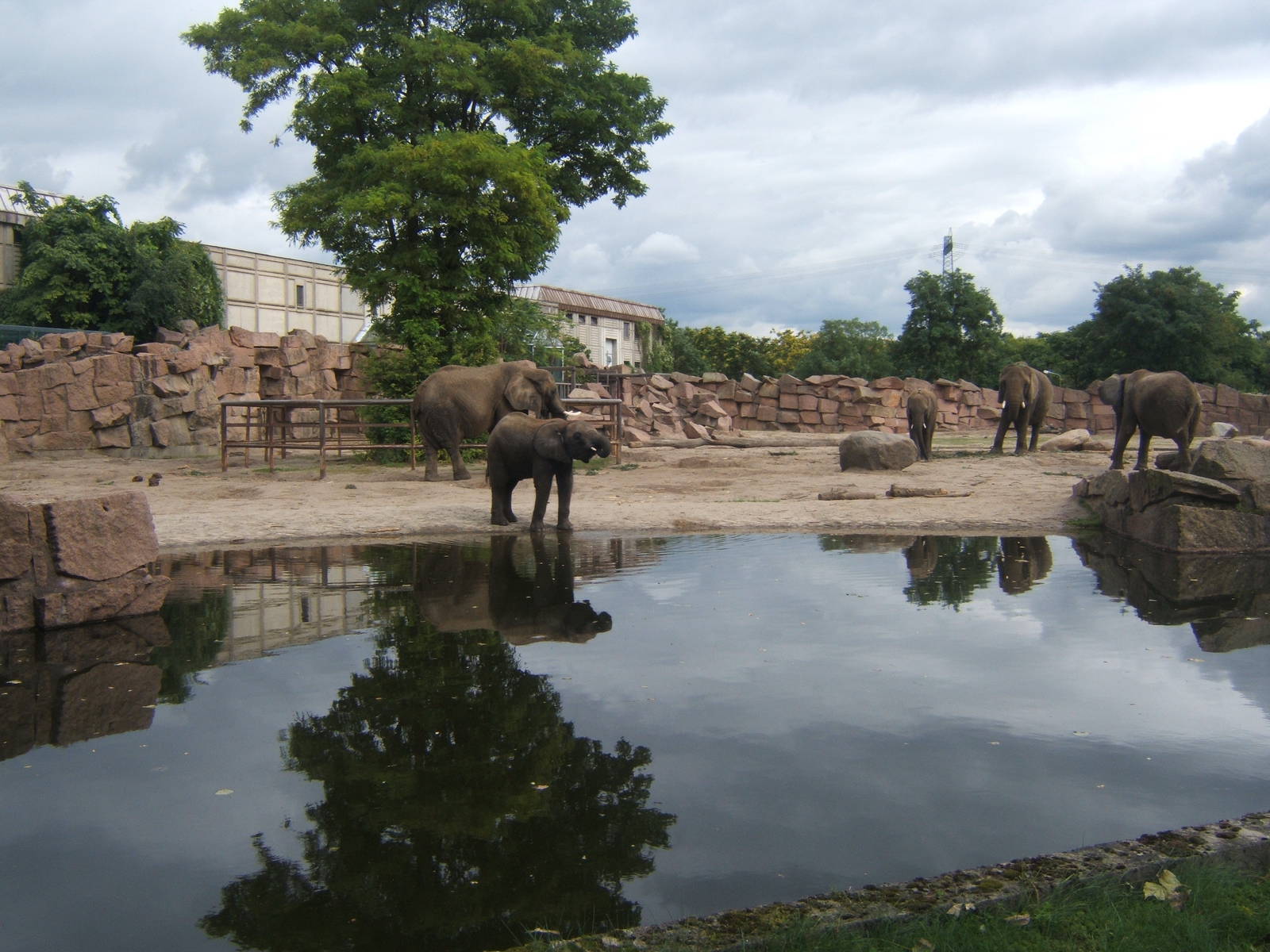 View of African Elephant paddocks