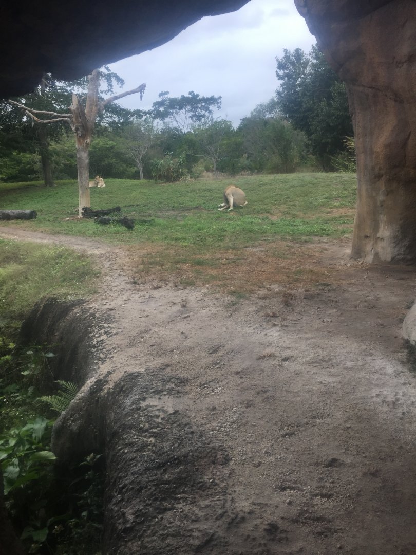 View of African Lion Exhibit