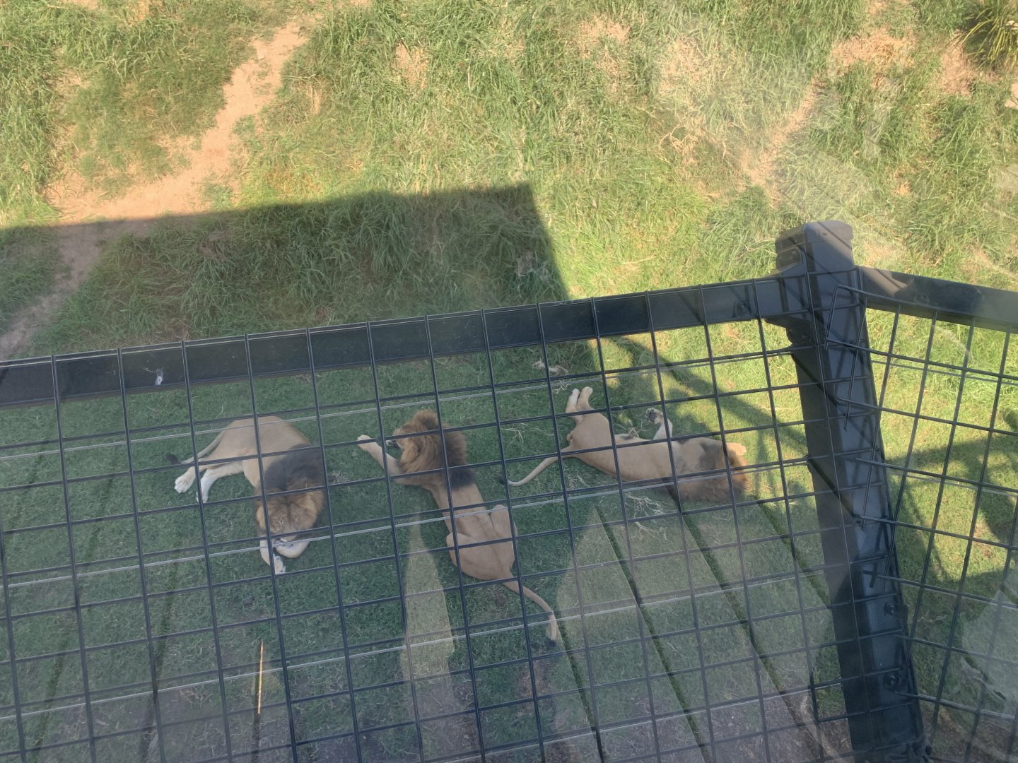 View of African Lion