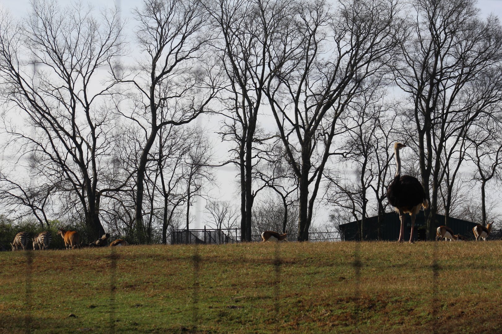 View of African Plains