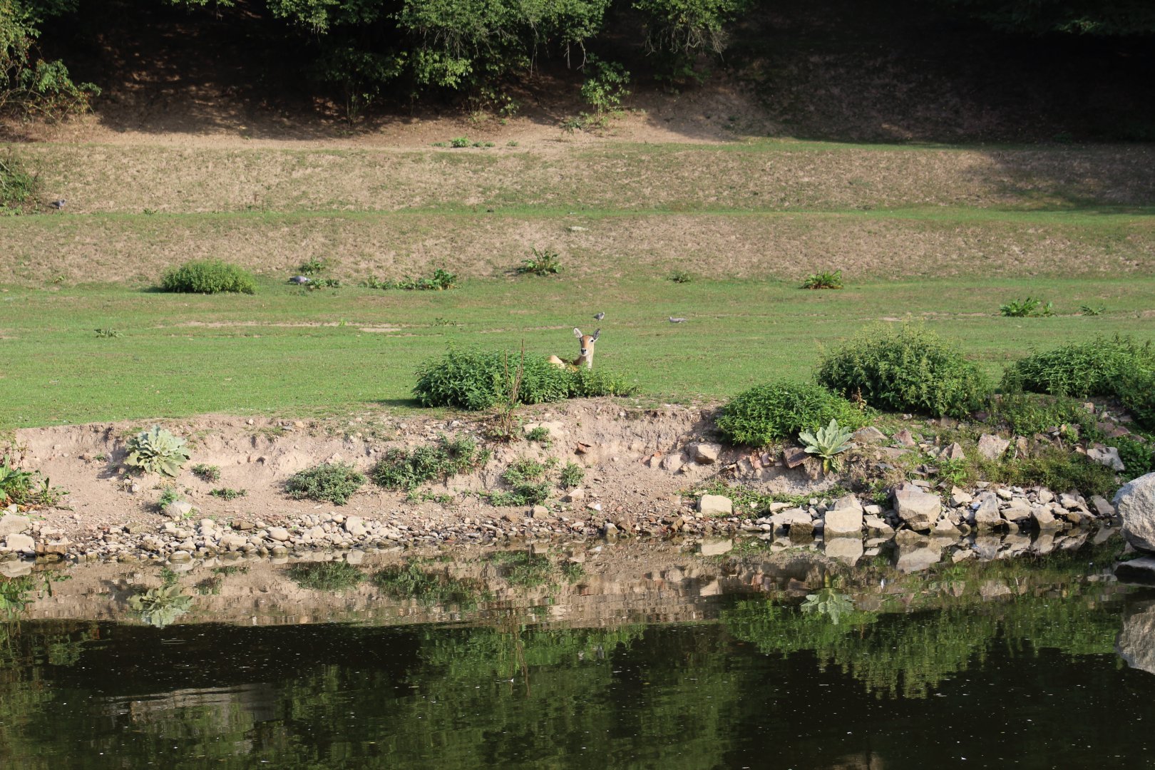 View of African Savanna