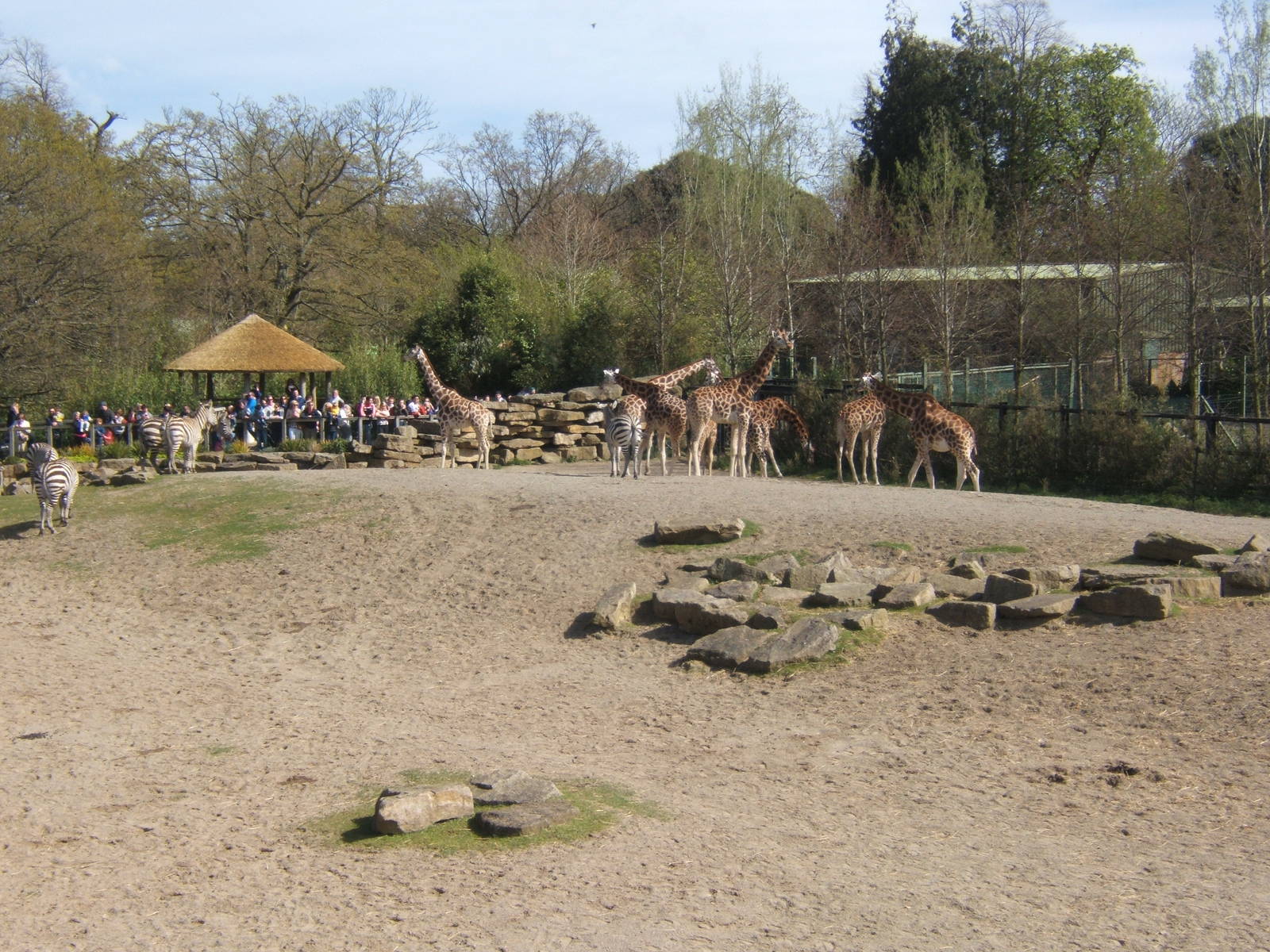 View of African Savannah
