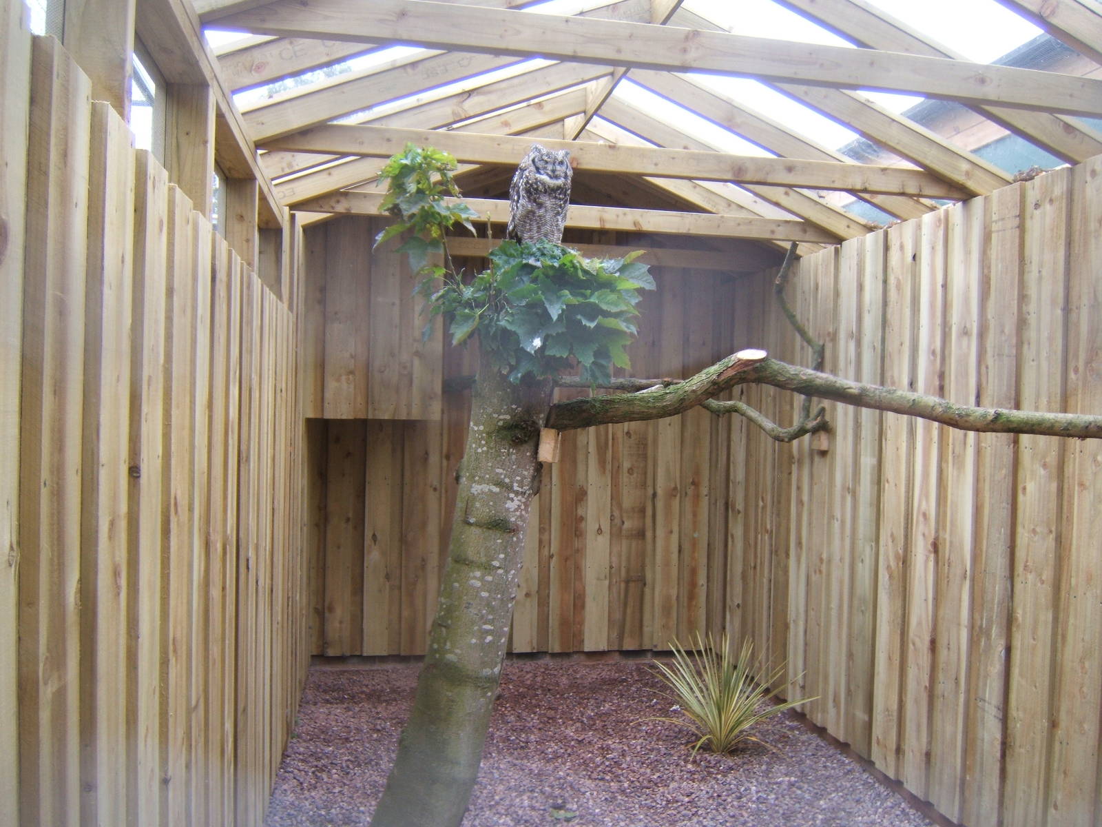 View of African Spotted Owl