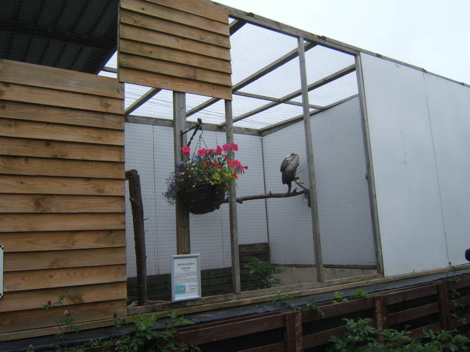 View of African White-backed Vulture