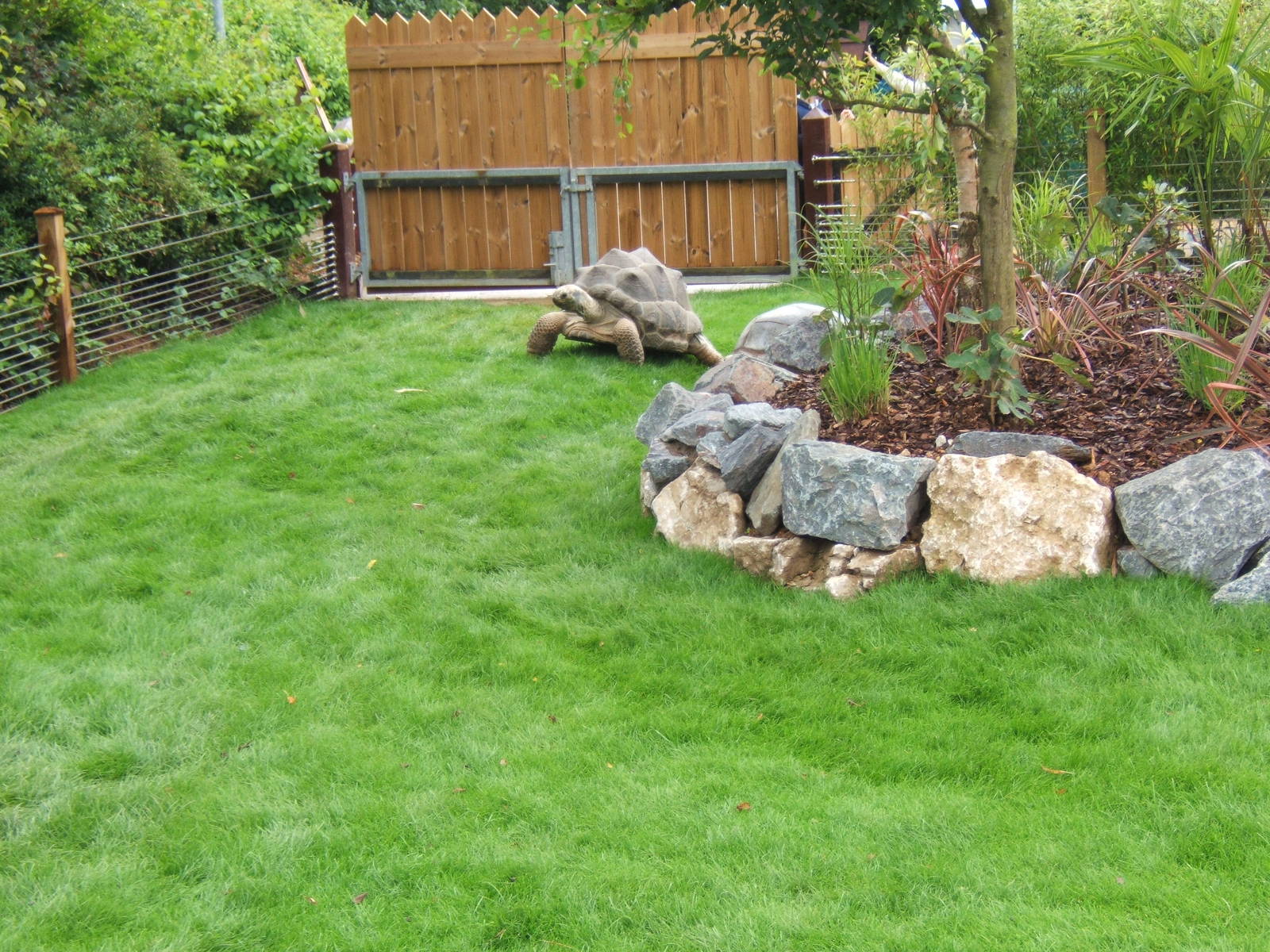 View of Aldabran Toroise in right hand side outdoor enclosure