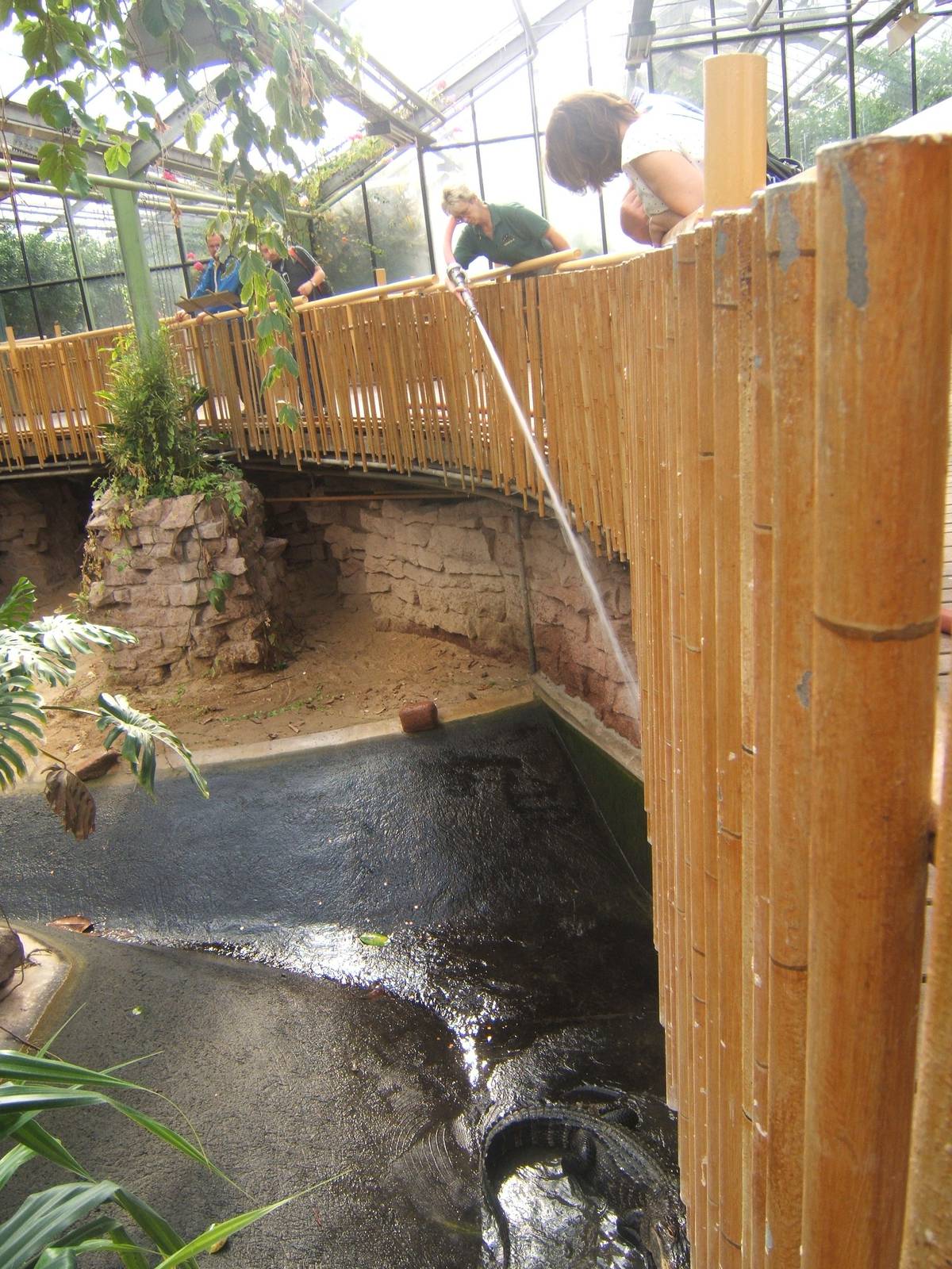 View of Alligator pool being cleaned