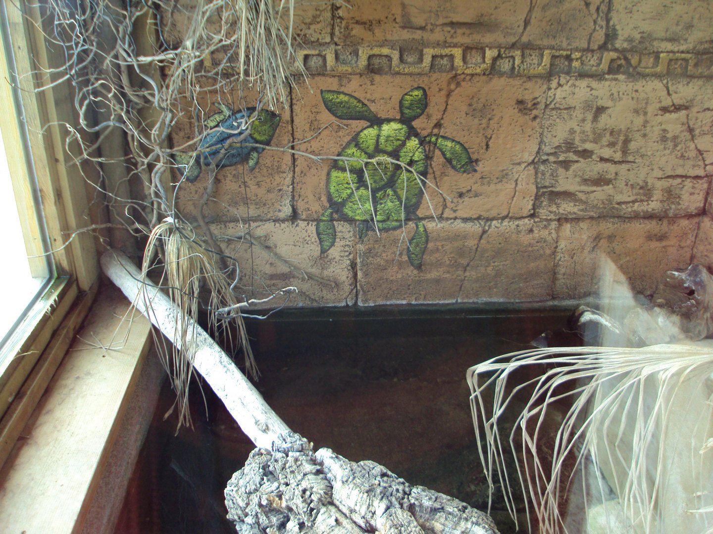 View of Alligator Snapping Turtle enclosure 31/10/2019