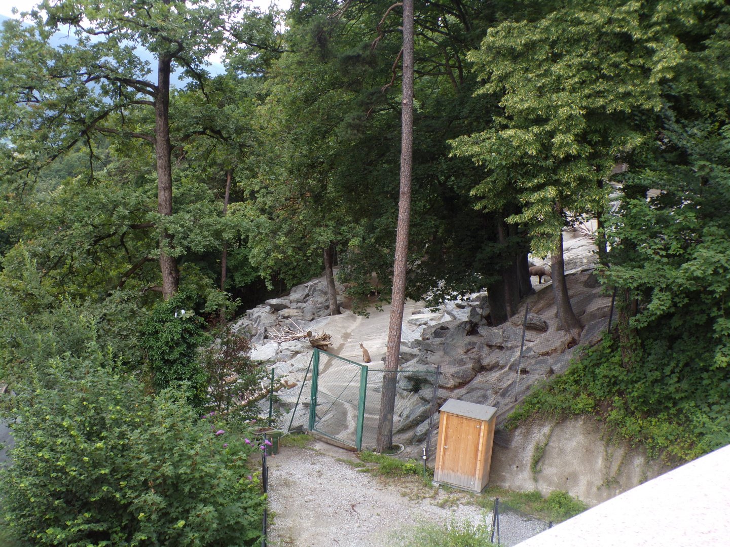 View of Alpine ibex 9.7.25