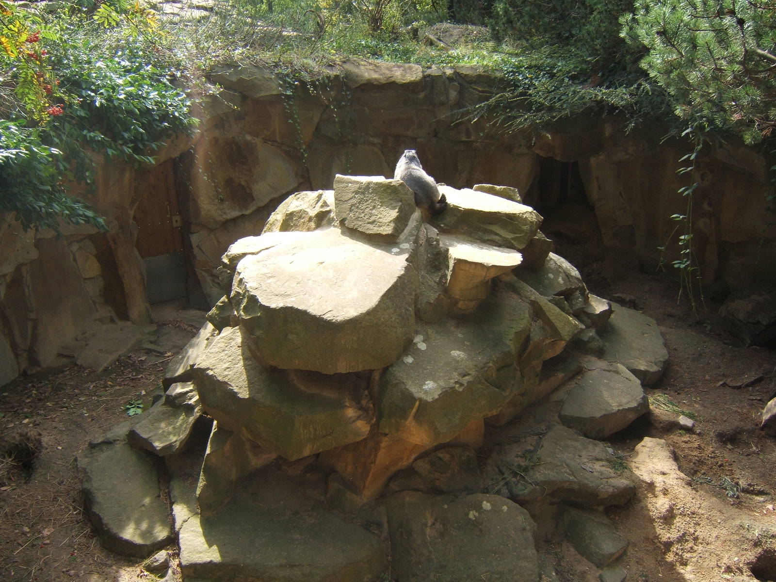 View of Alpine Marmot enclosure