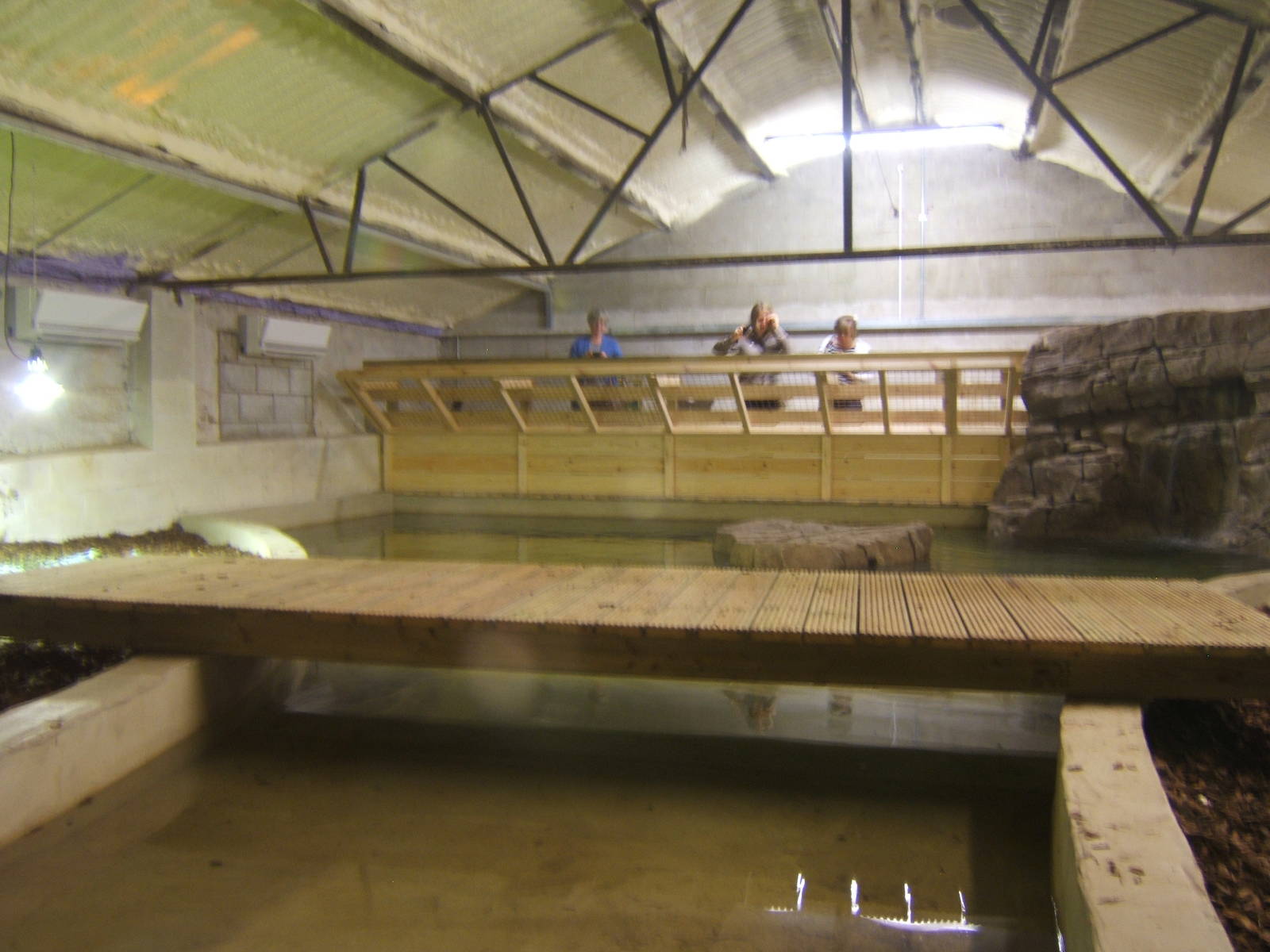 View of American Alligator exhibit