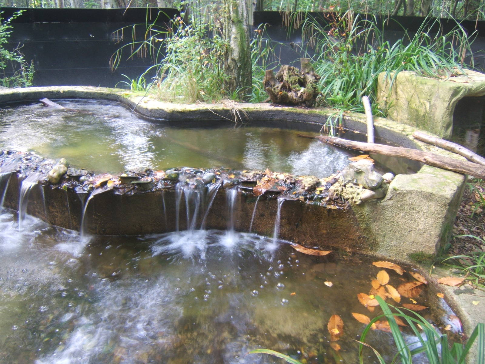 View of American Mink enclosure