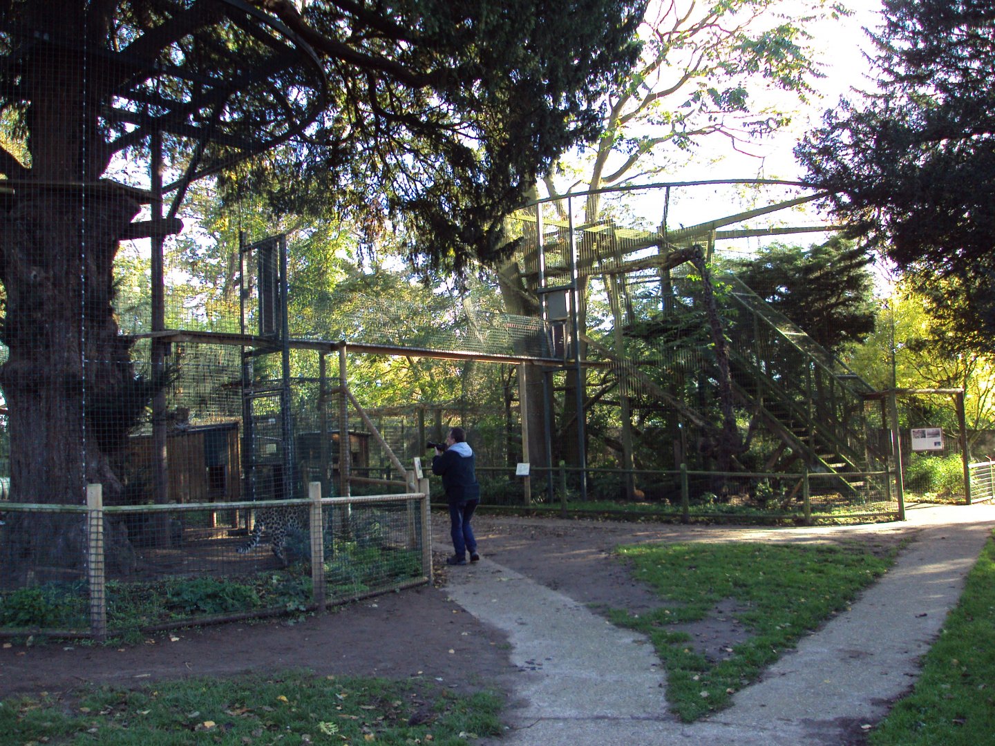 View of Amur Leopard enclosure 27/10/2019