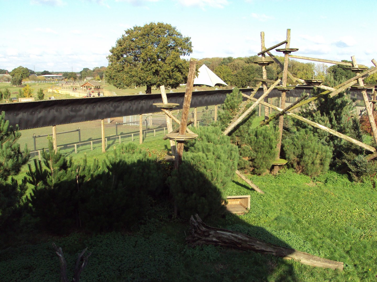 View of Amur Leopard enclosure 30/10/2019