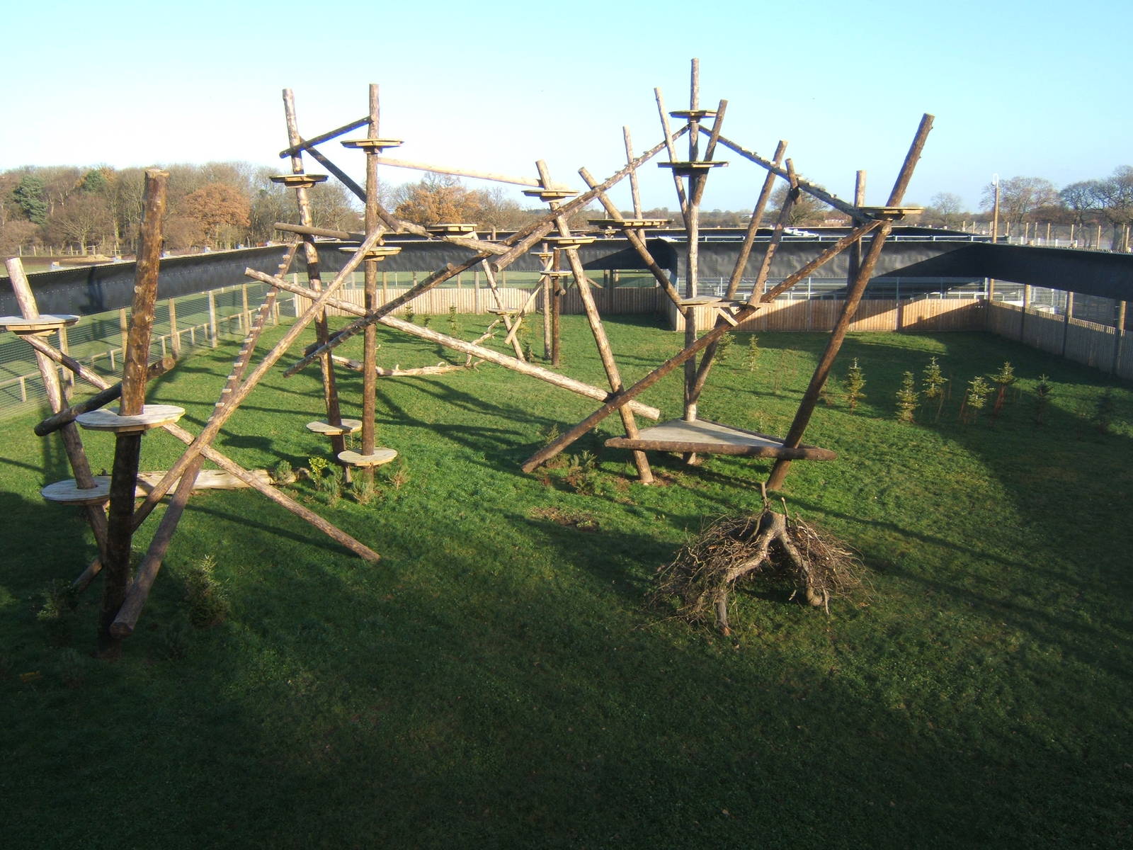 View of Amur Leopard enclosure
