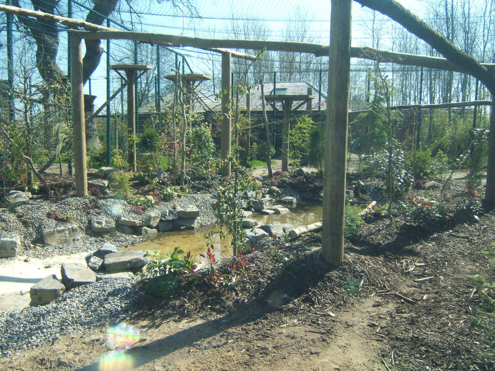View of Amur Leopard enclosure