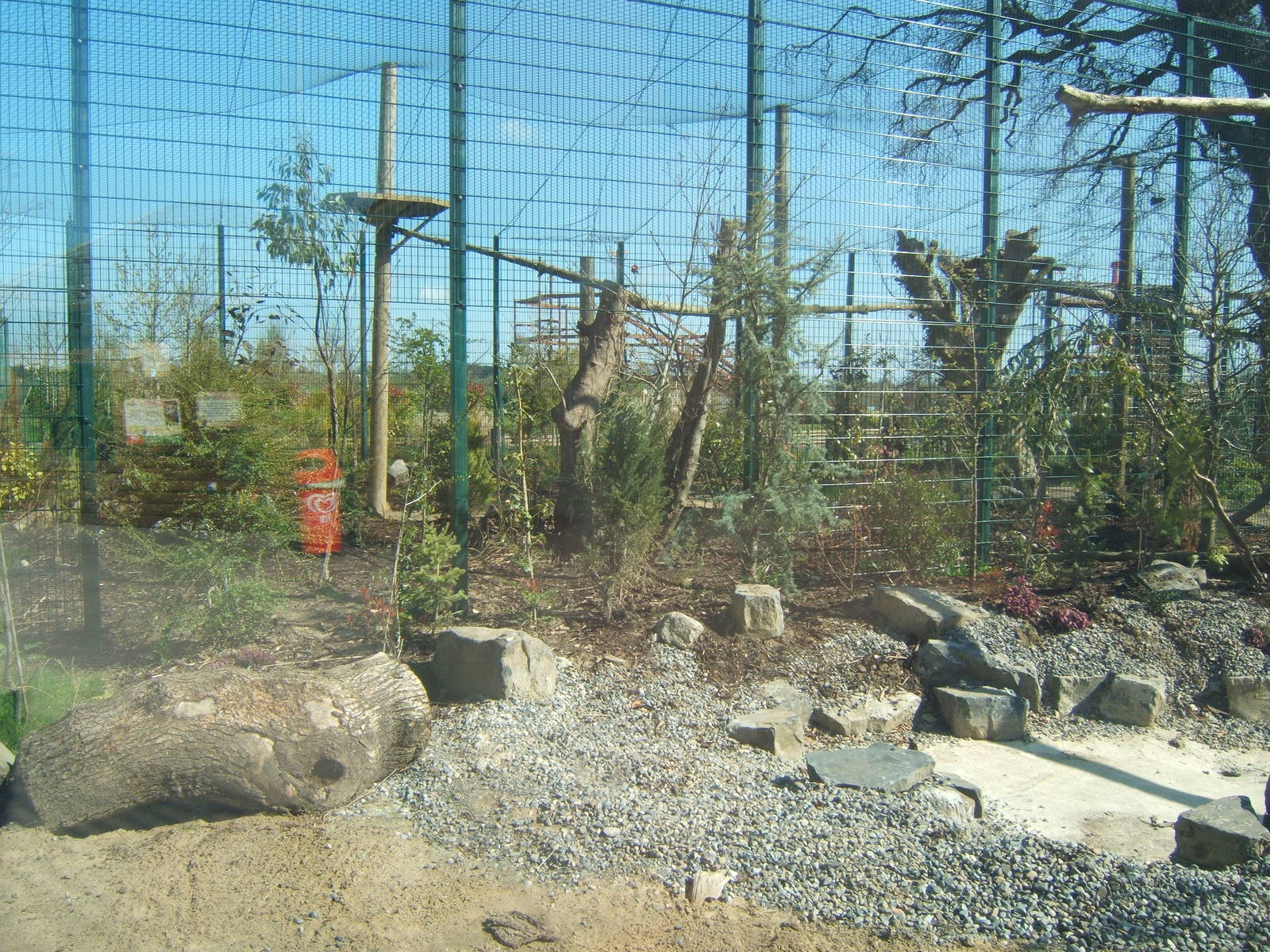 View of Amur Leopard enclosure