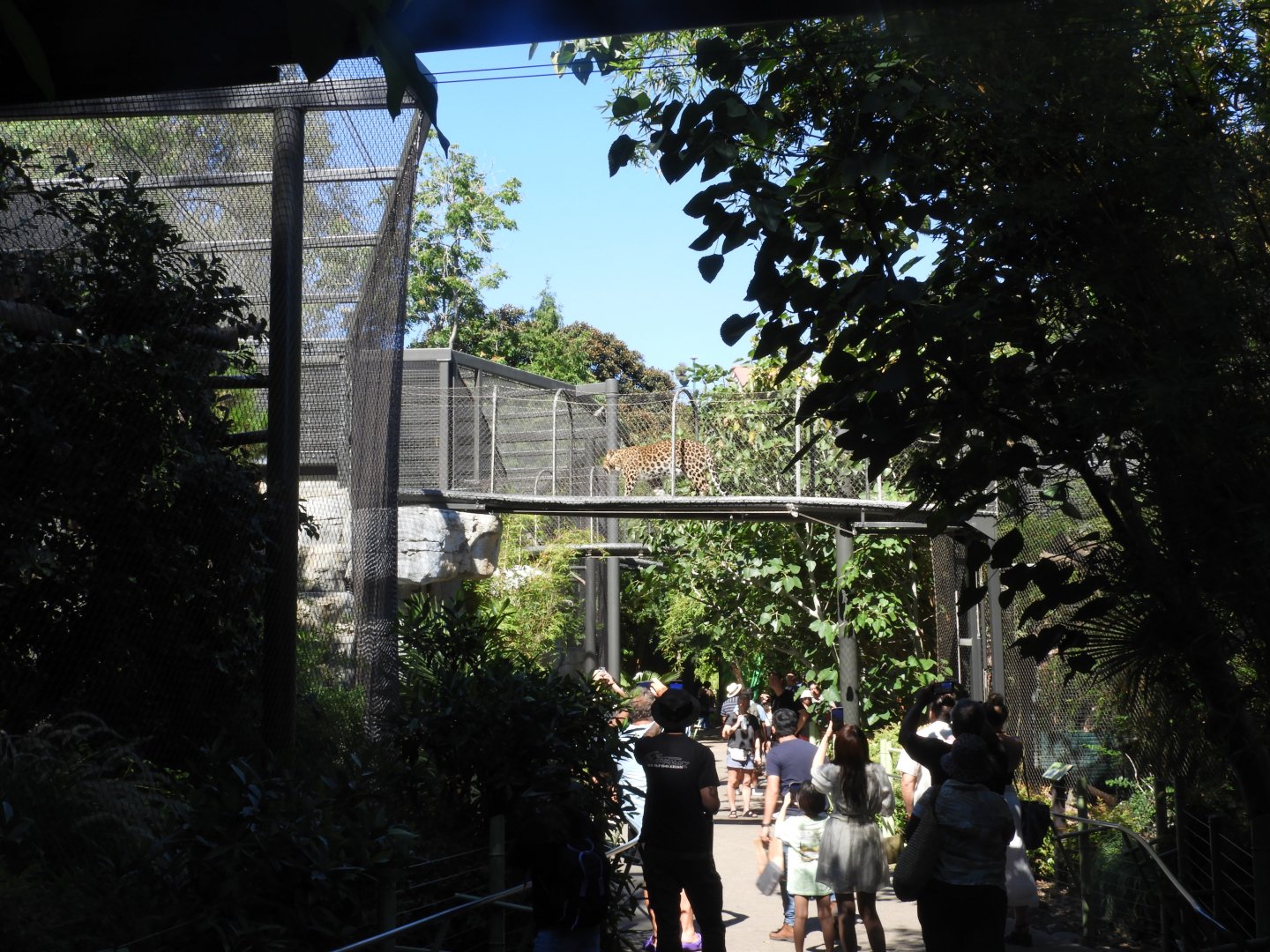 View of Amur leopard enclosure