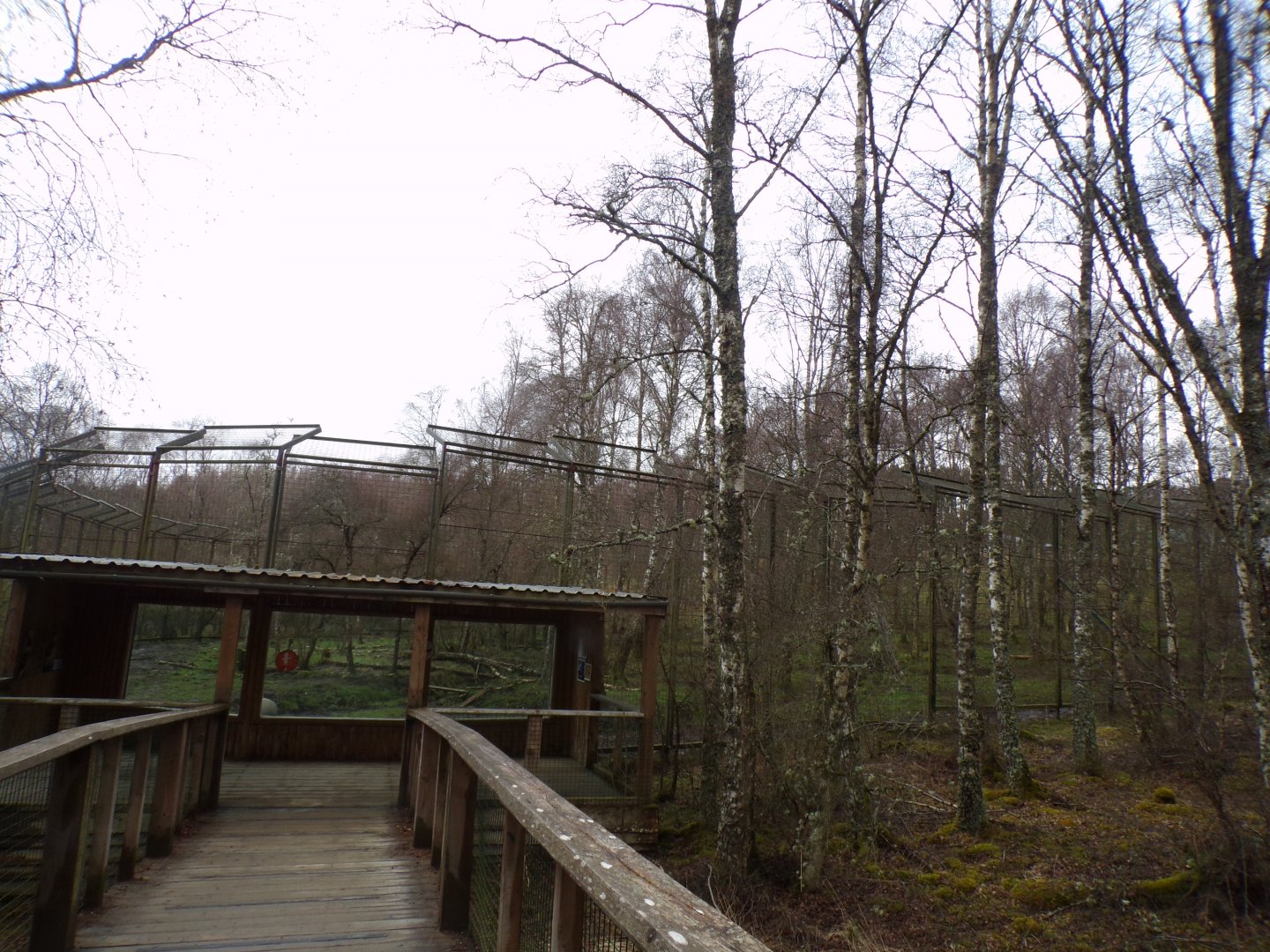 View of amur tiger enclosure 5.4.24