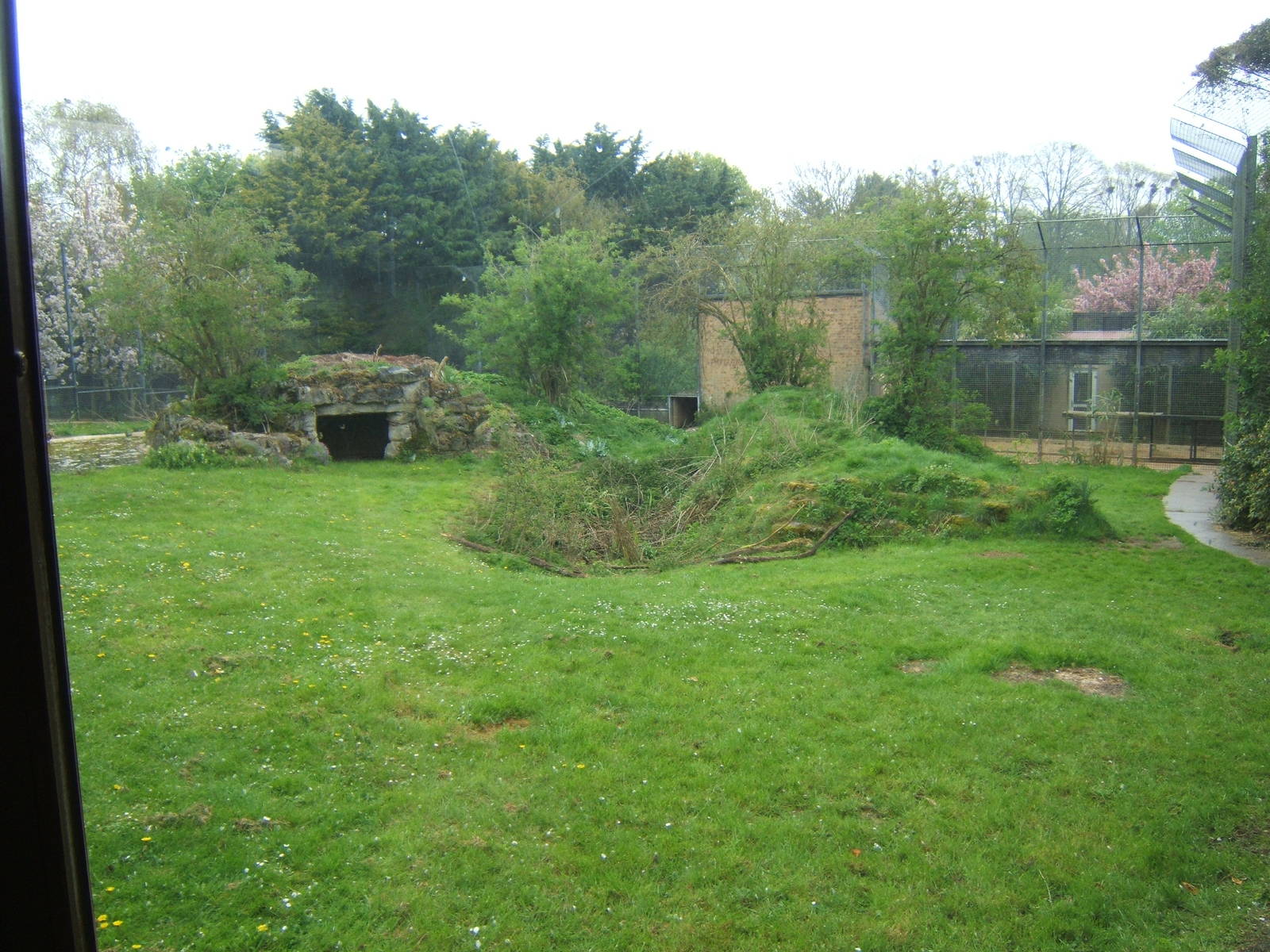 View of Amur Tiger enclosure