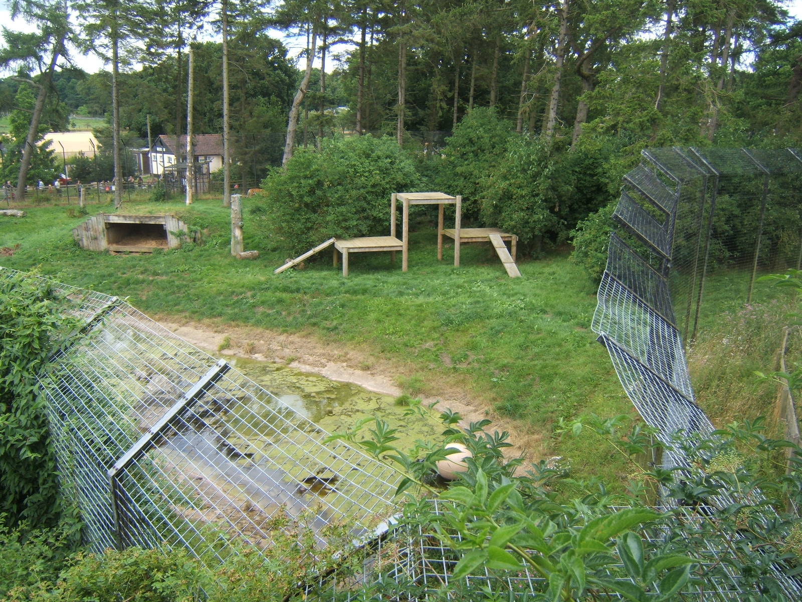 View of Amur Tiger enclosure