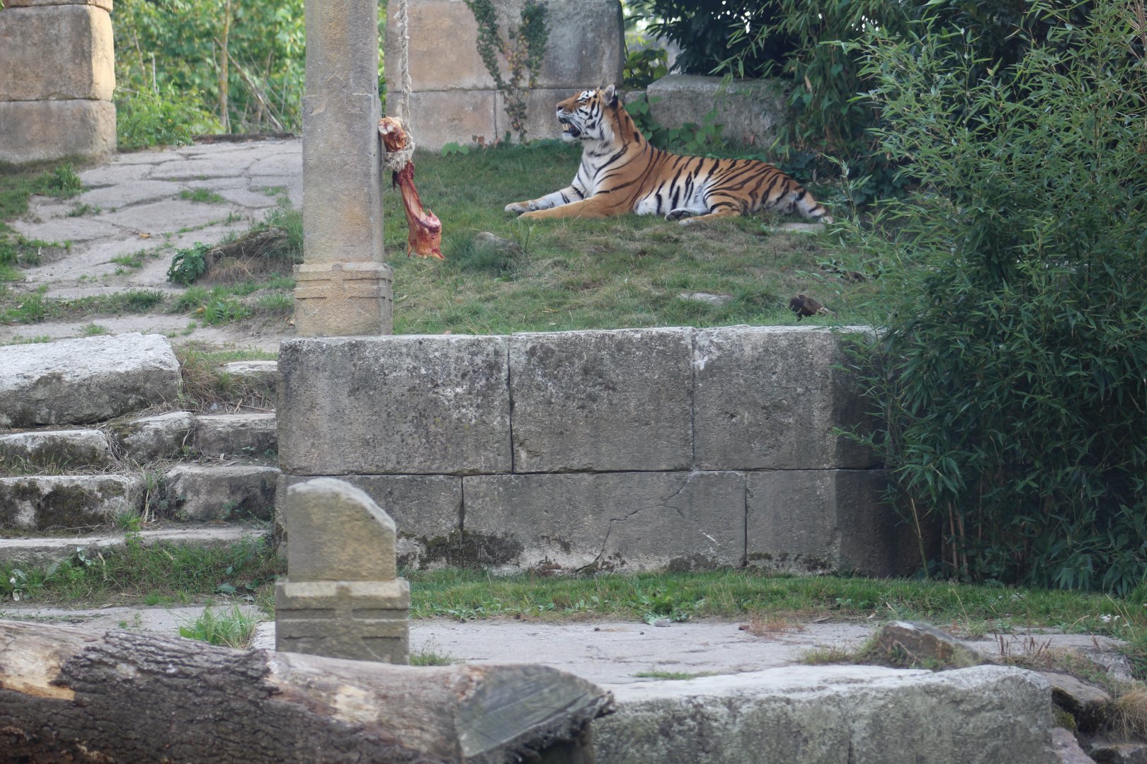 View of Amur Tiger Enclosure