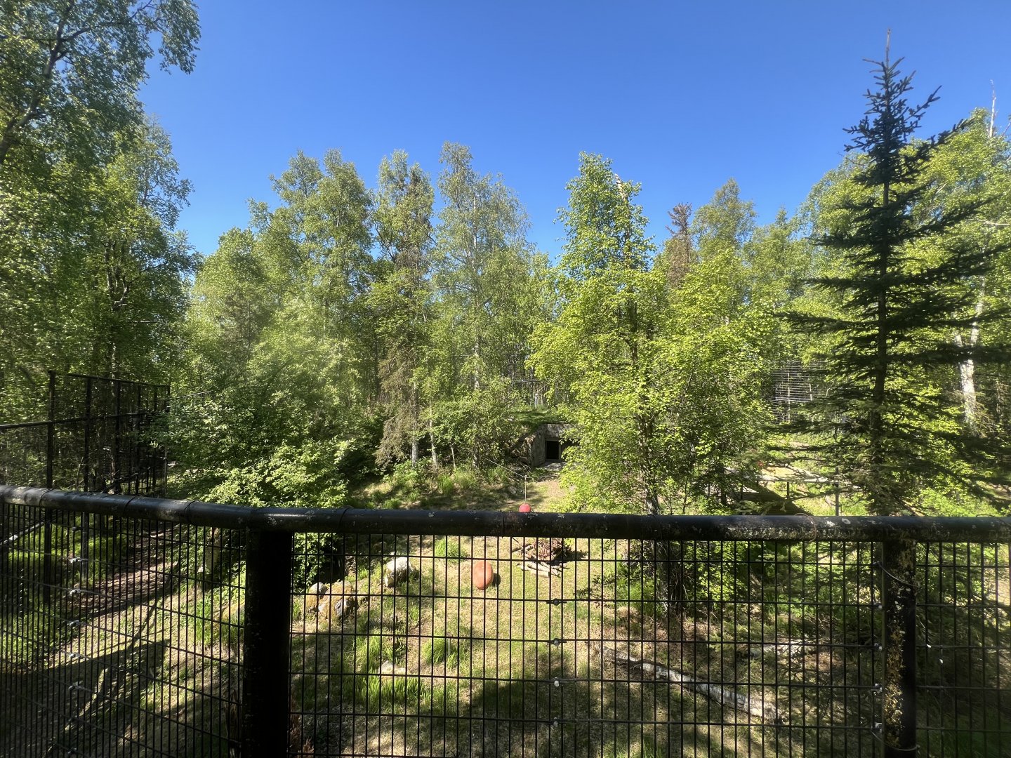View of Amur Tiger exhibit in early Alaska summer foliage