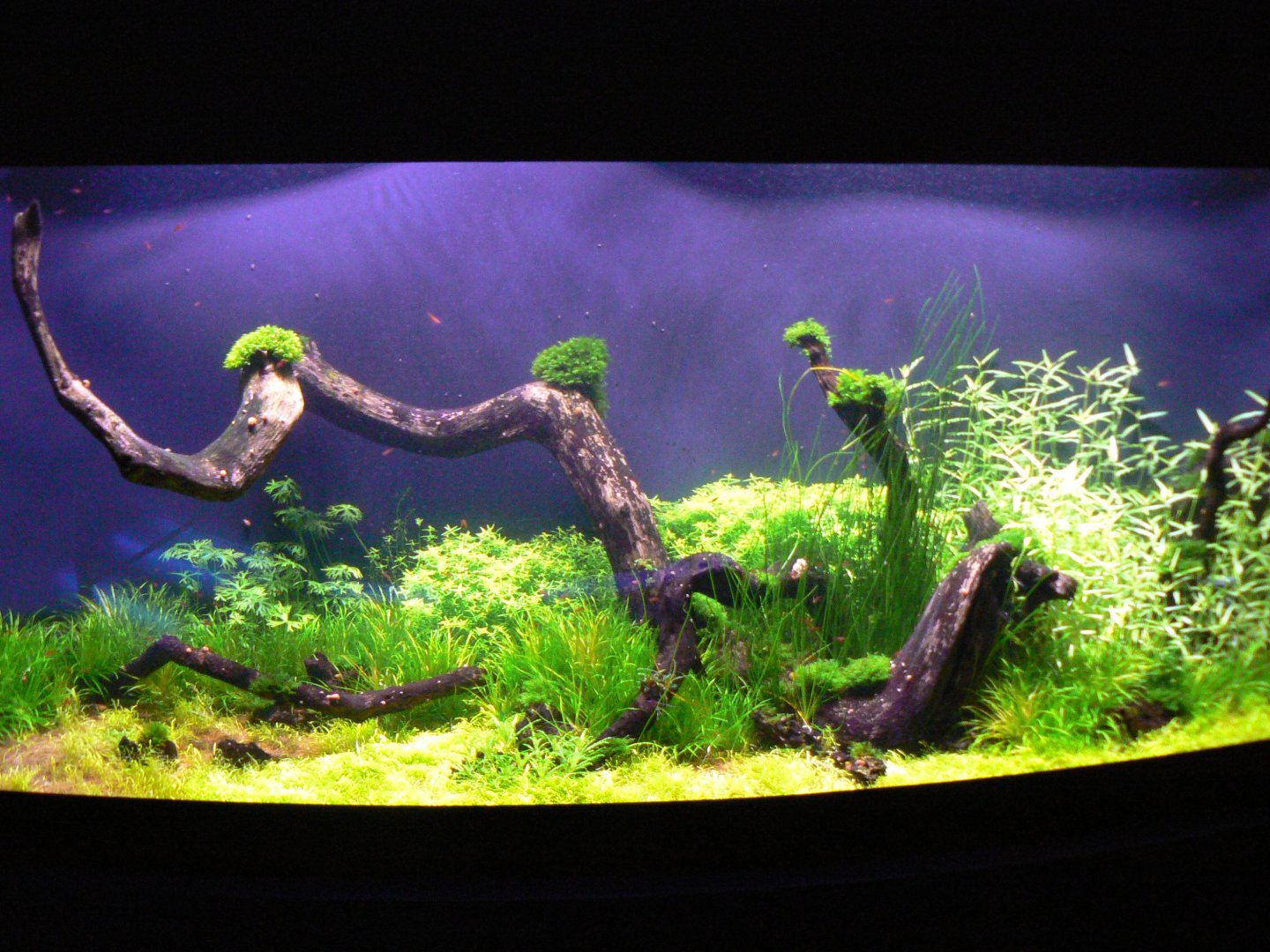 View of an Aquarium - 1 December 2016