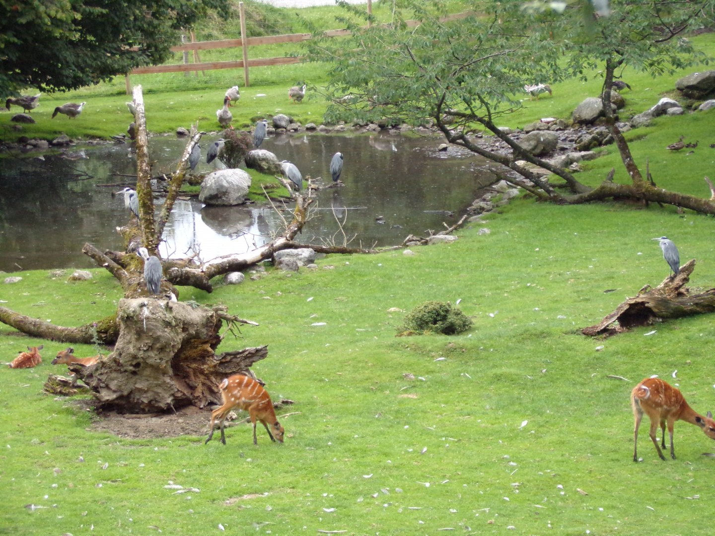 View of animals in Birds Park 13.7.25