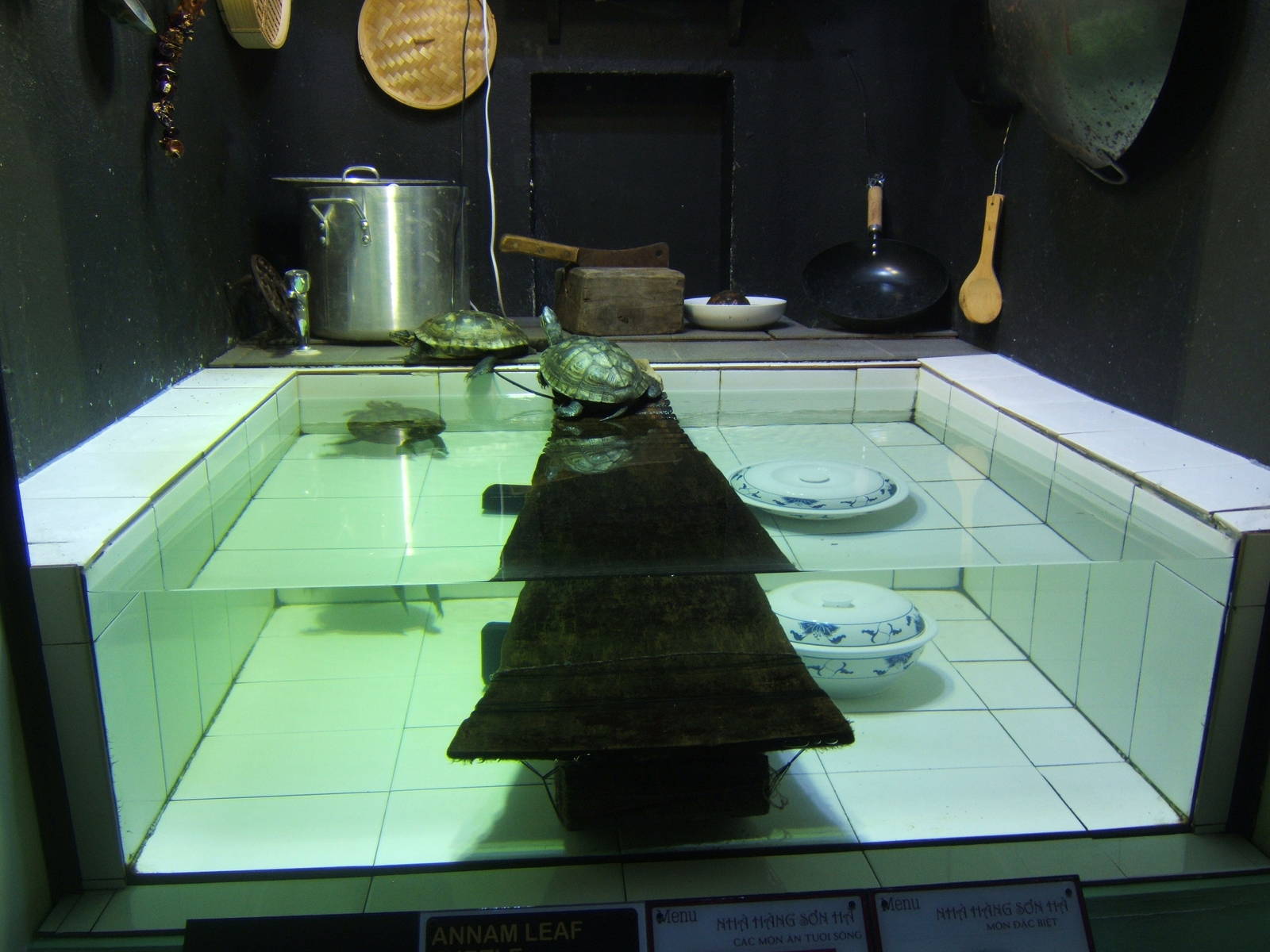 View of Annam Leaf turtle exhibit