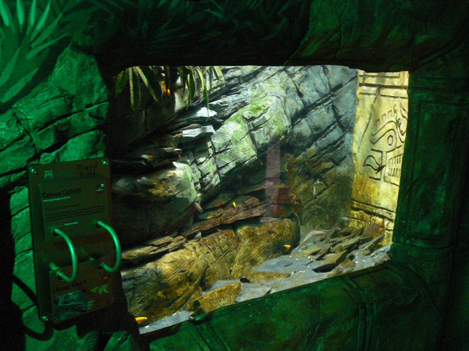 View of Aquarium Mainly Containing Cichlids - 1 October 2016