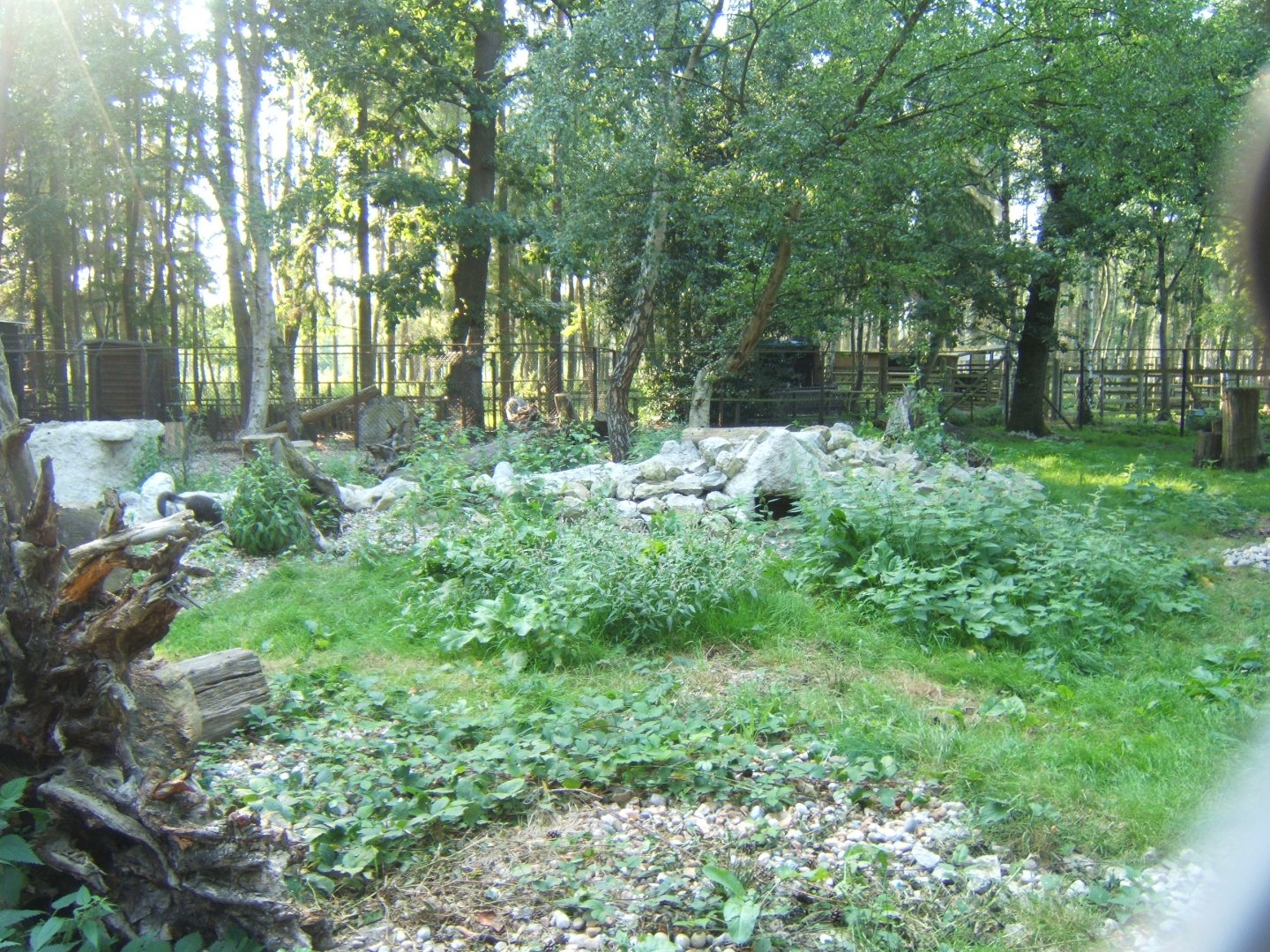 View of Arctic Fox enclosure 27/08/2017