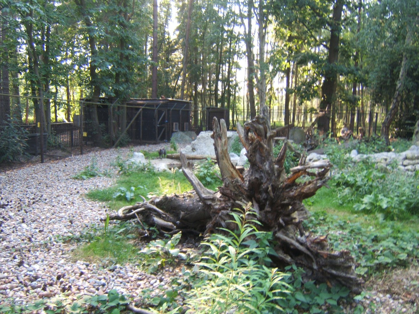 View of Arctic Fox enclosure 27/08/2017