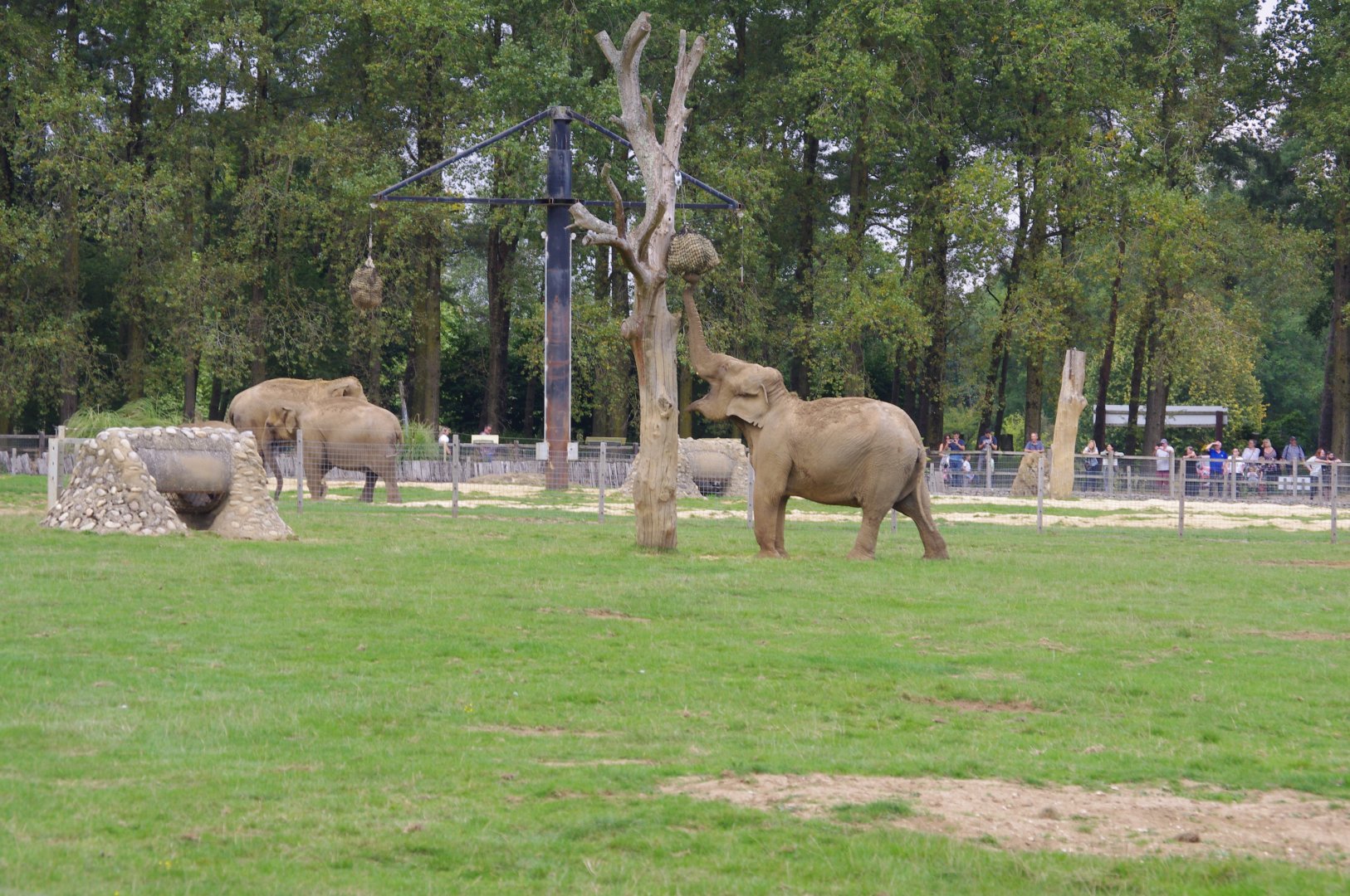 View of Asian elephant herd from lower viewing area- 21/9/2024