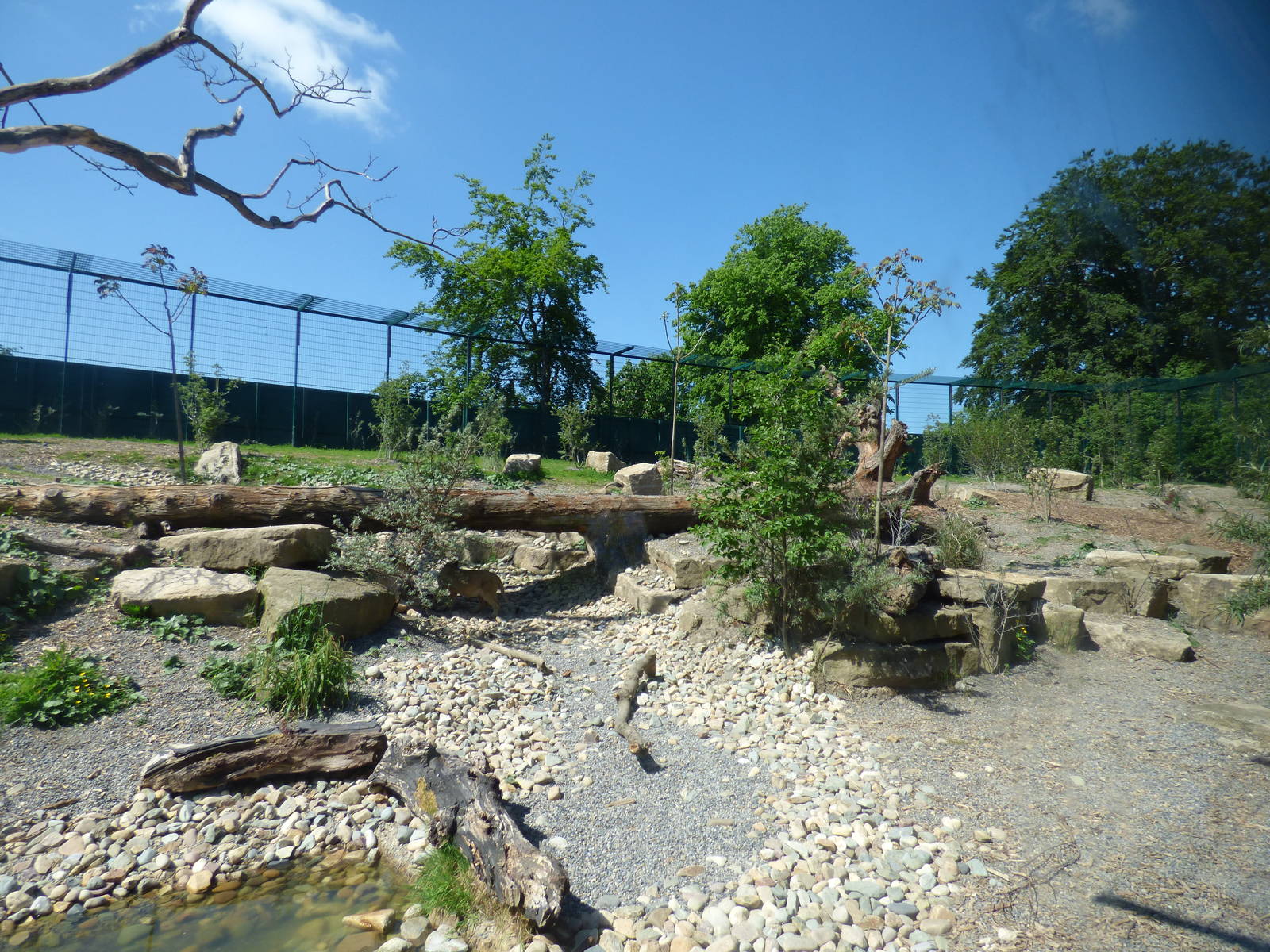 View of Asian Lion enclosure