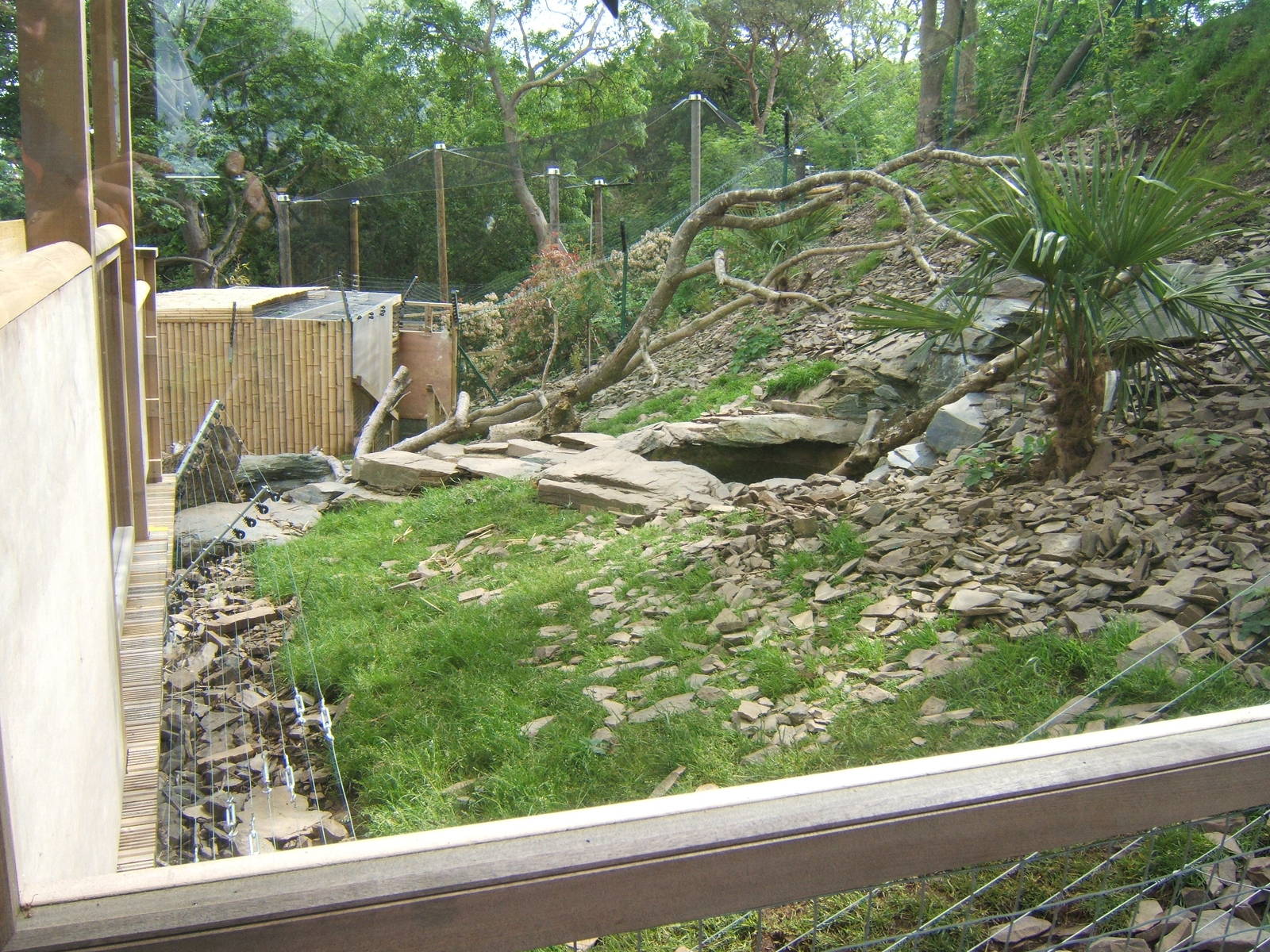 View of Asian Short-clawed Otter enclosure