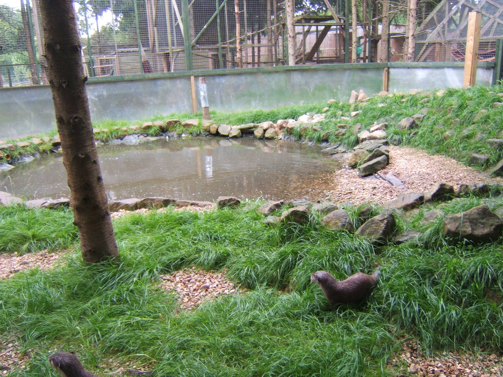 View of Asian Short-clawed Otter enclosure