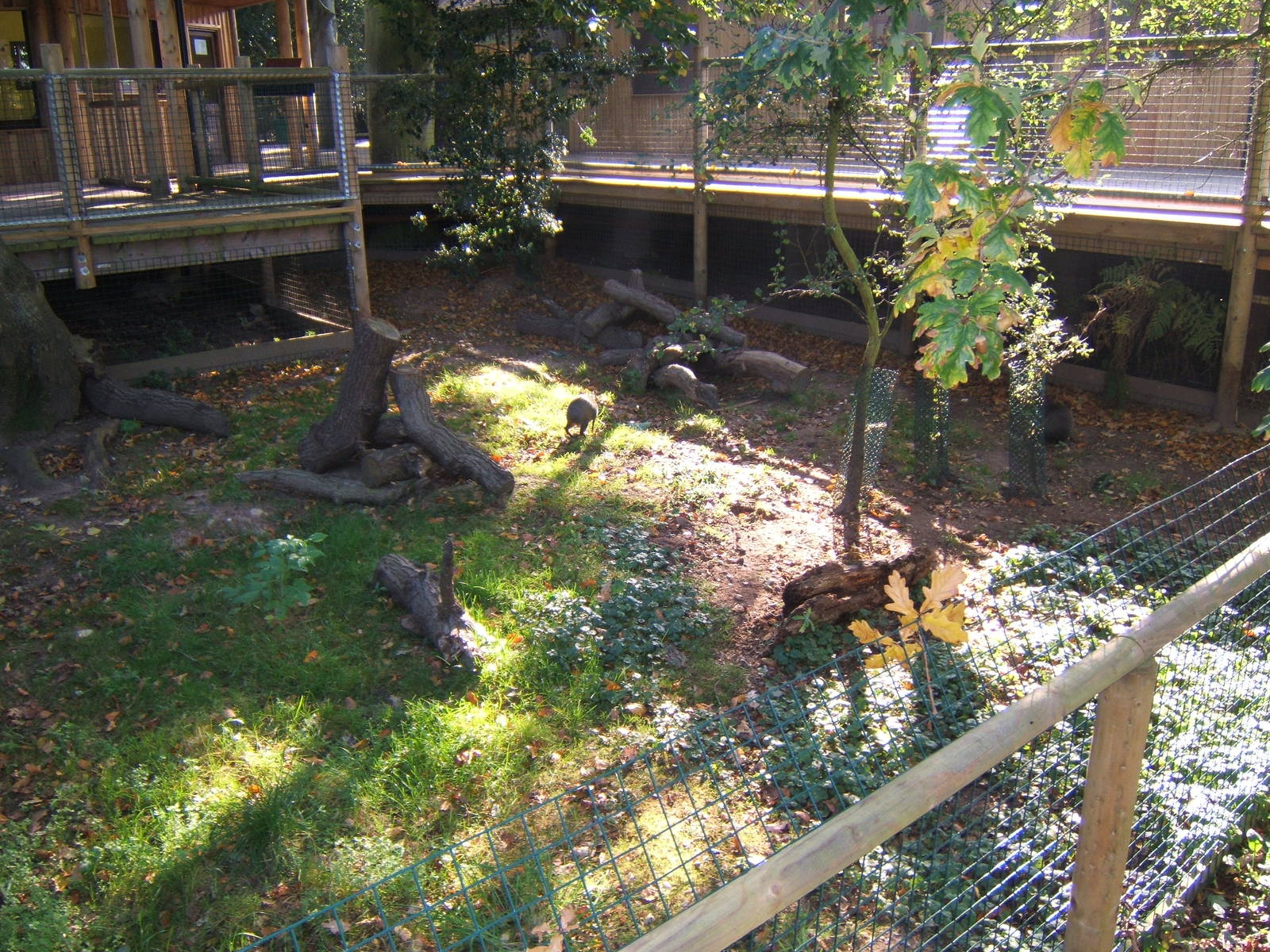 View of Azaras Agouti enclosure