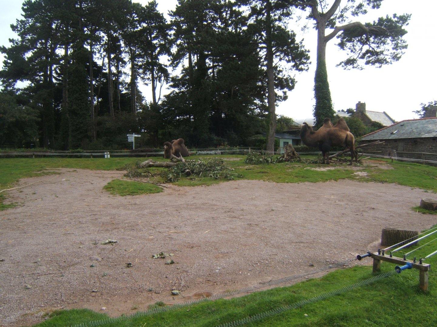 View of Bactrian Camel enclosure 16/09/2017