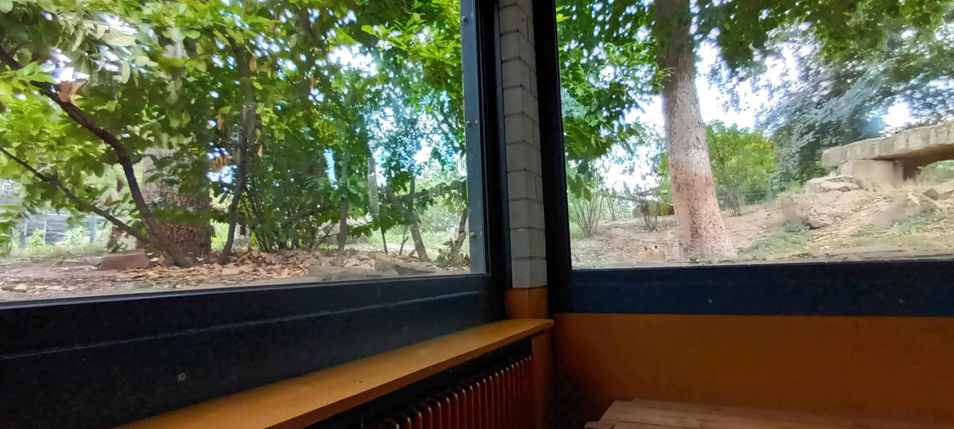 View of Barbary Lion Enclosure from inside of the Carnivore House