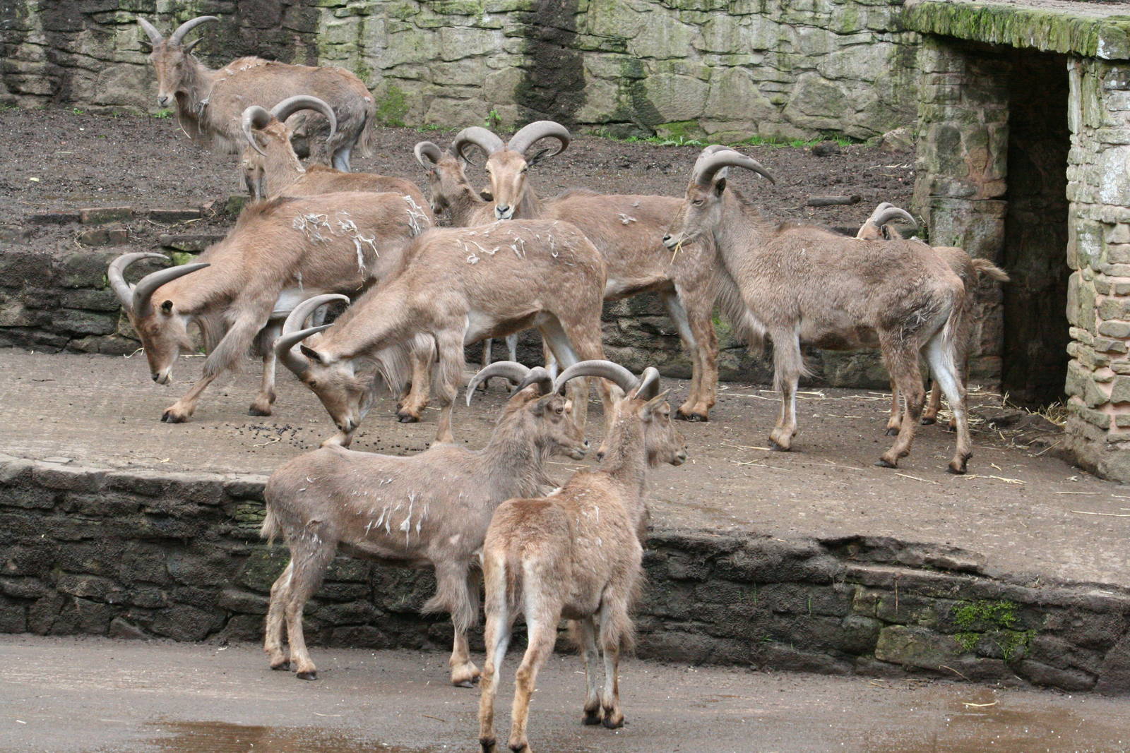 View of Barbary sheep flock