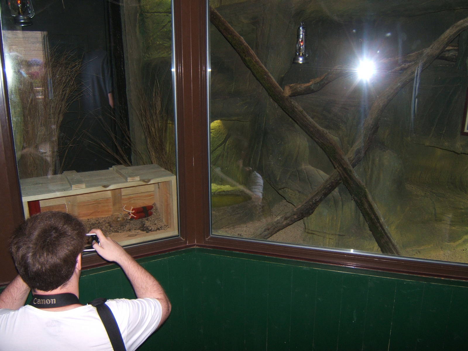 View of Beaded Lizard enclosure