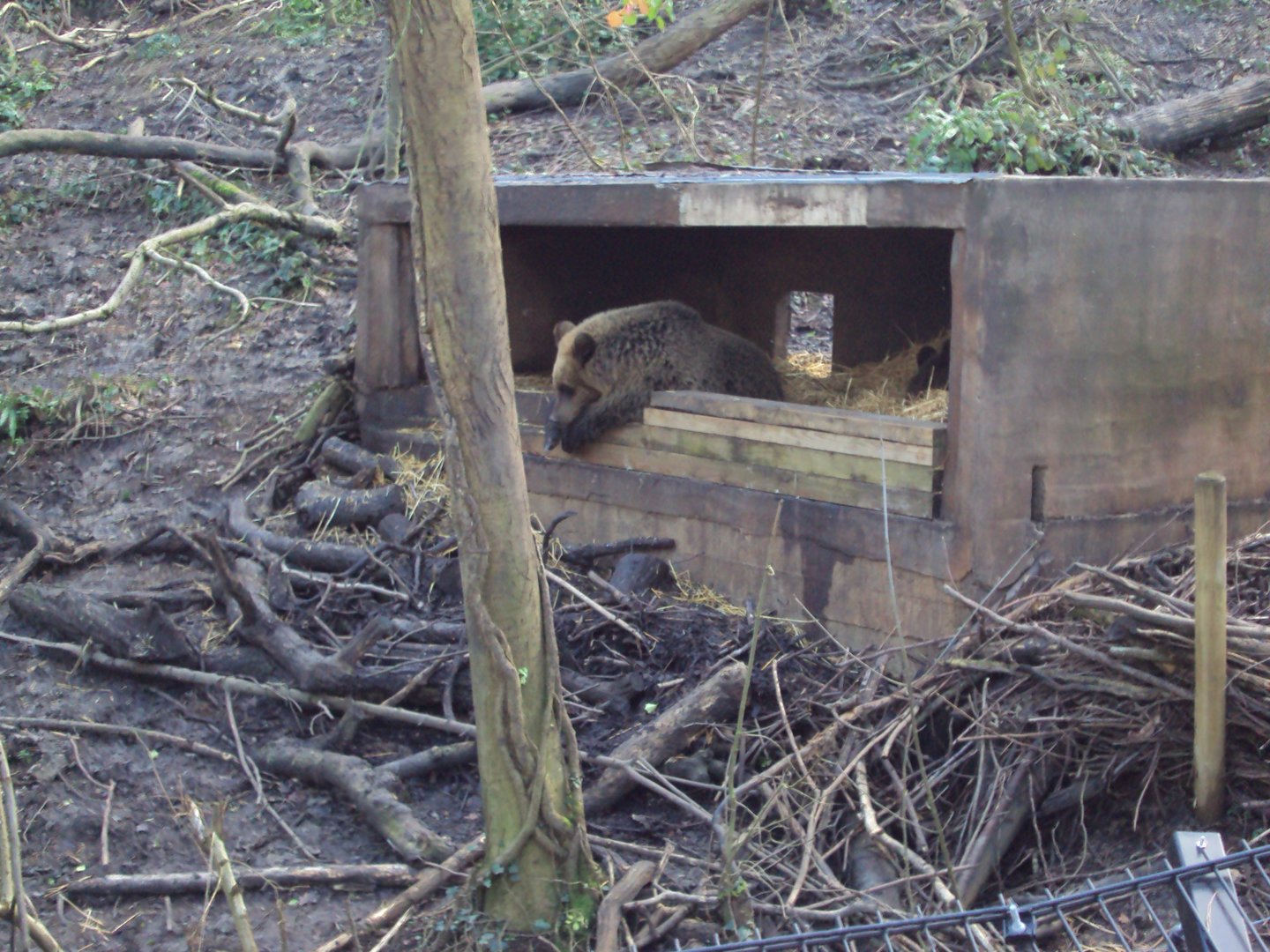 View of Bear shelter 03/01/2020