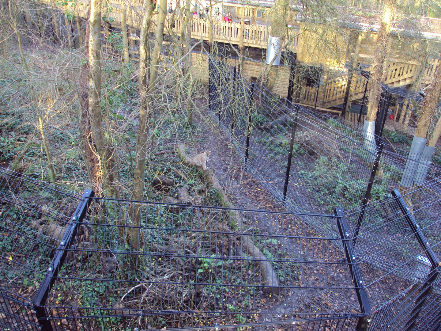 View of Bear wood enclosure 03/01/2020