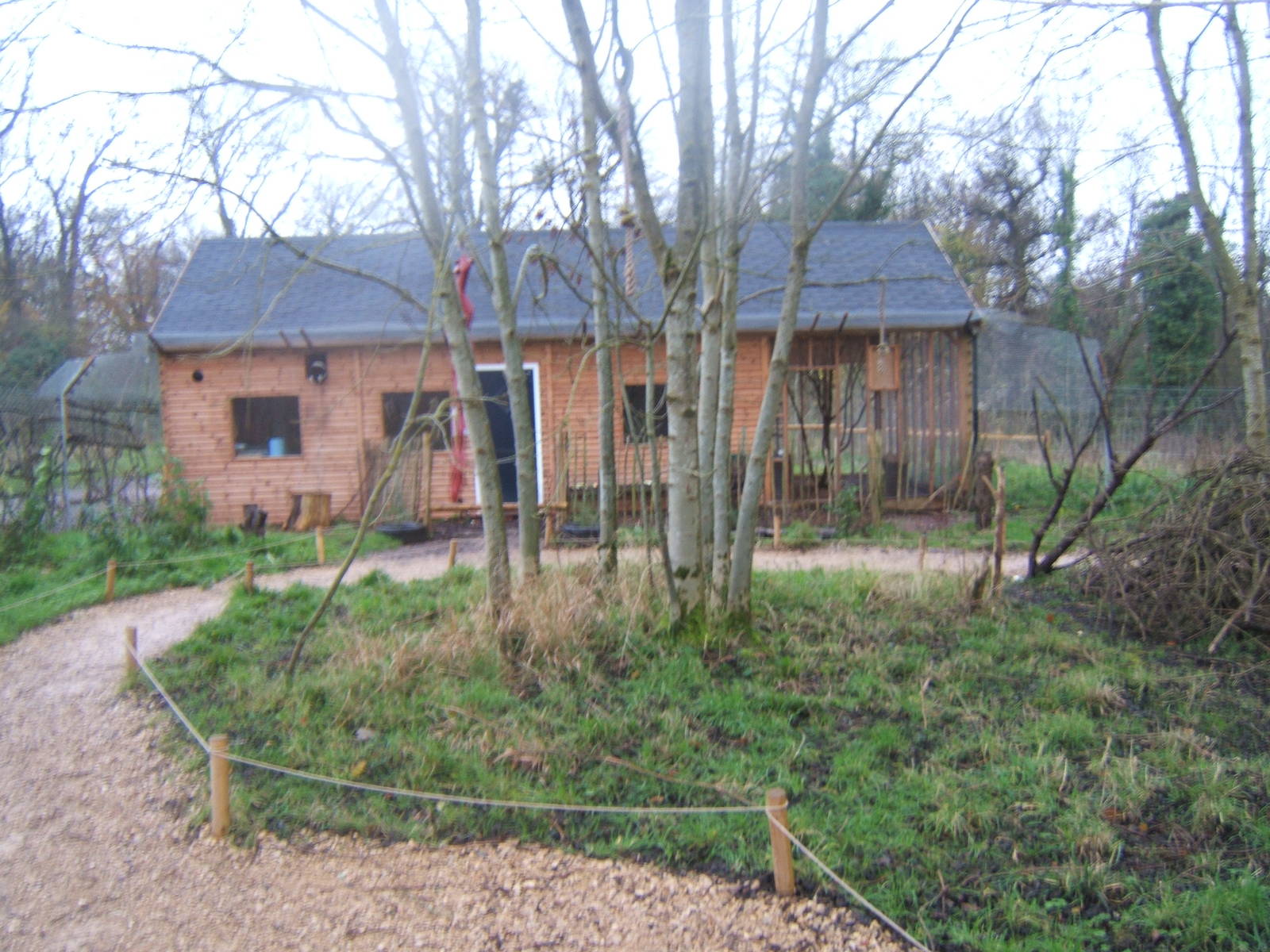 View of Belted Ruffed Lemur enclosure