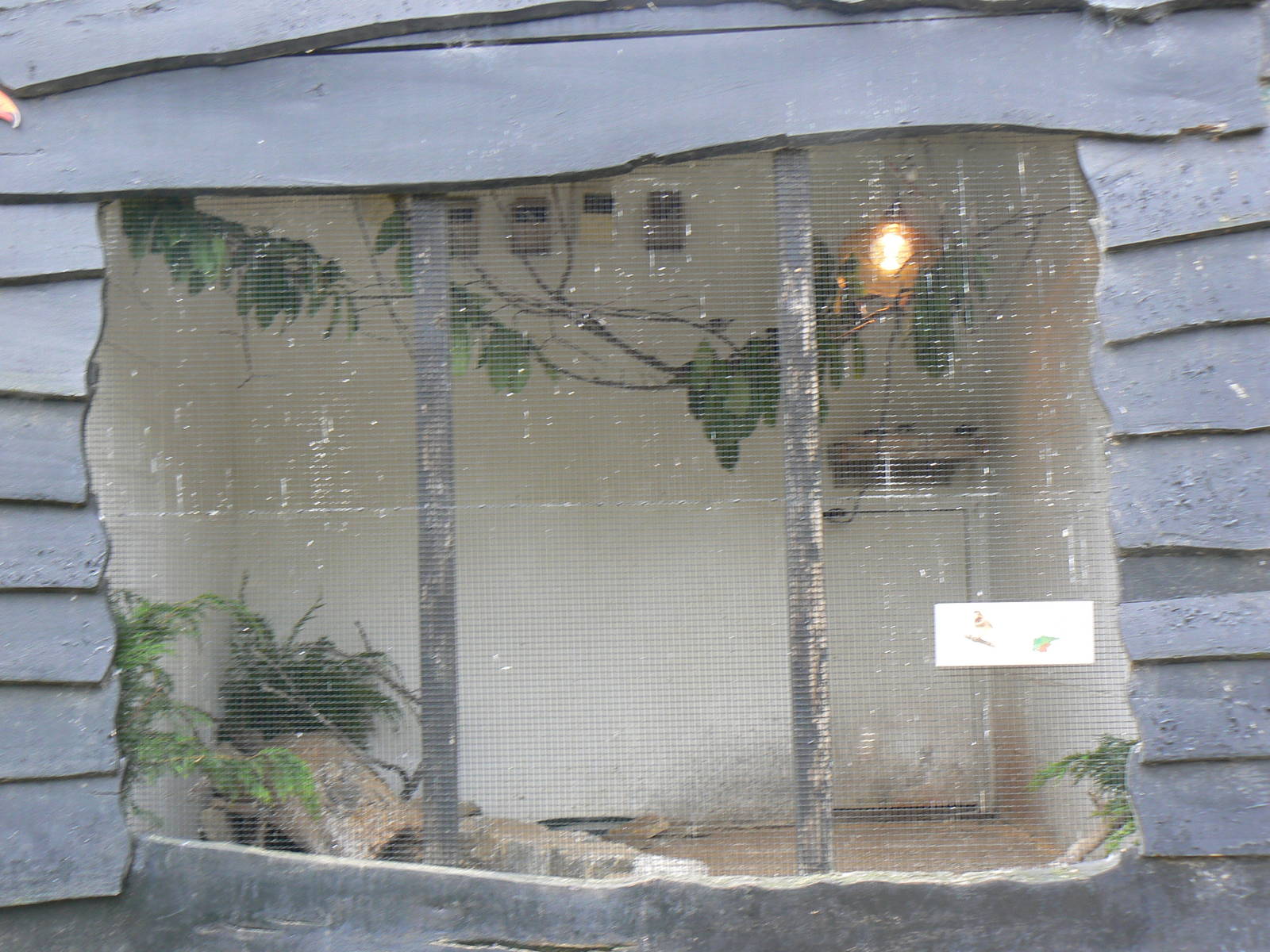 View of Bengalese Finch Aviary- 24 April 2016