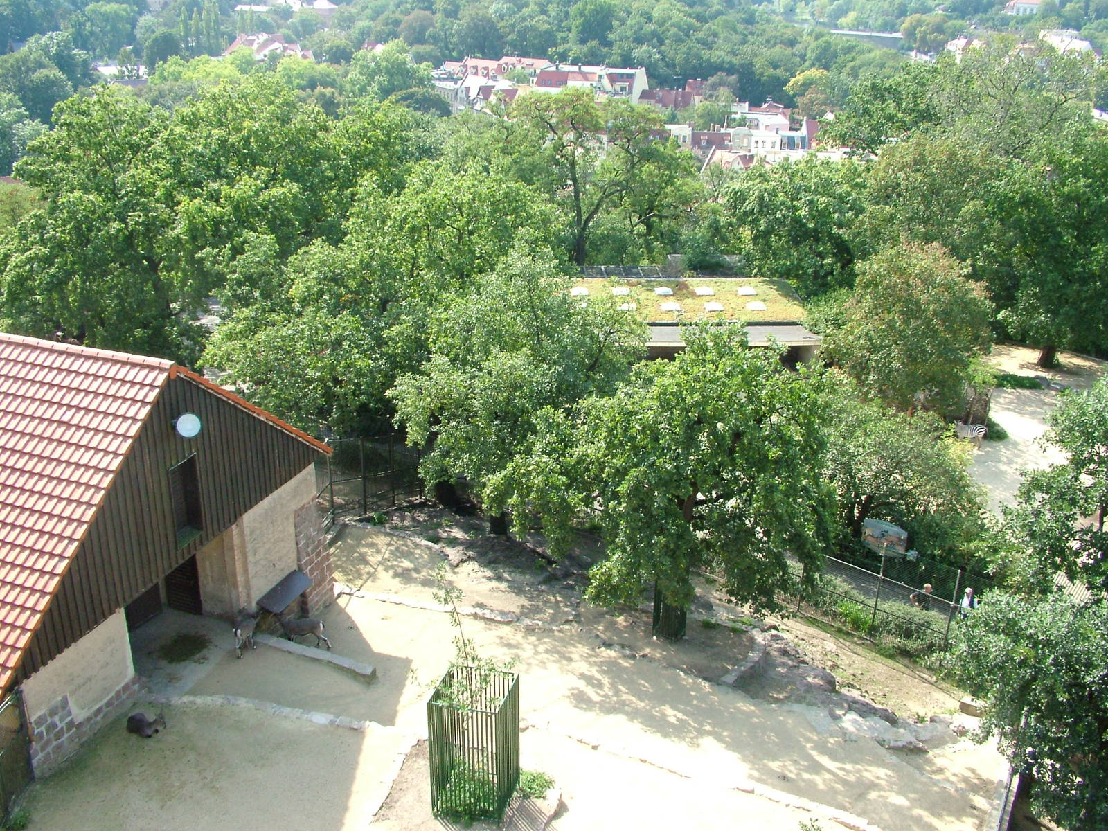 View of Bharal and Zebra Exhibits at Halle, 04/09/11
