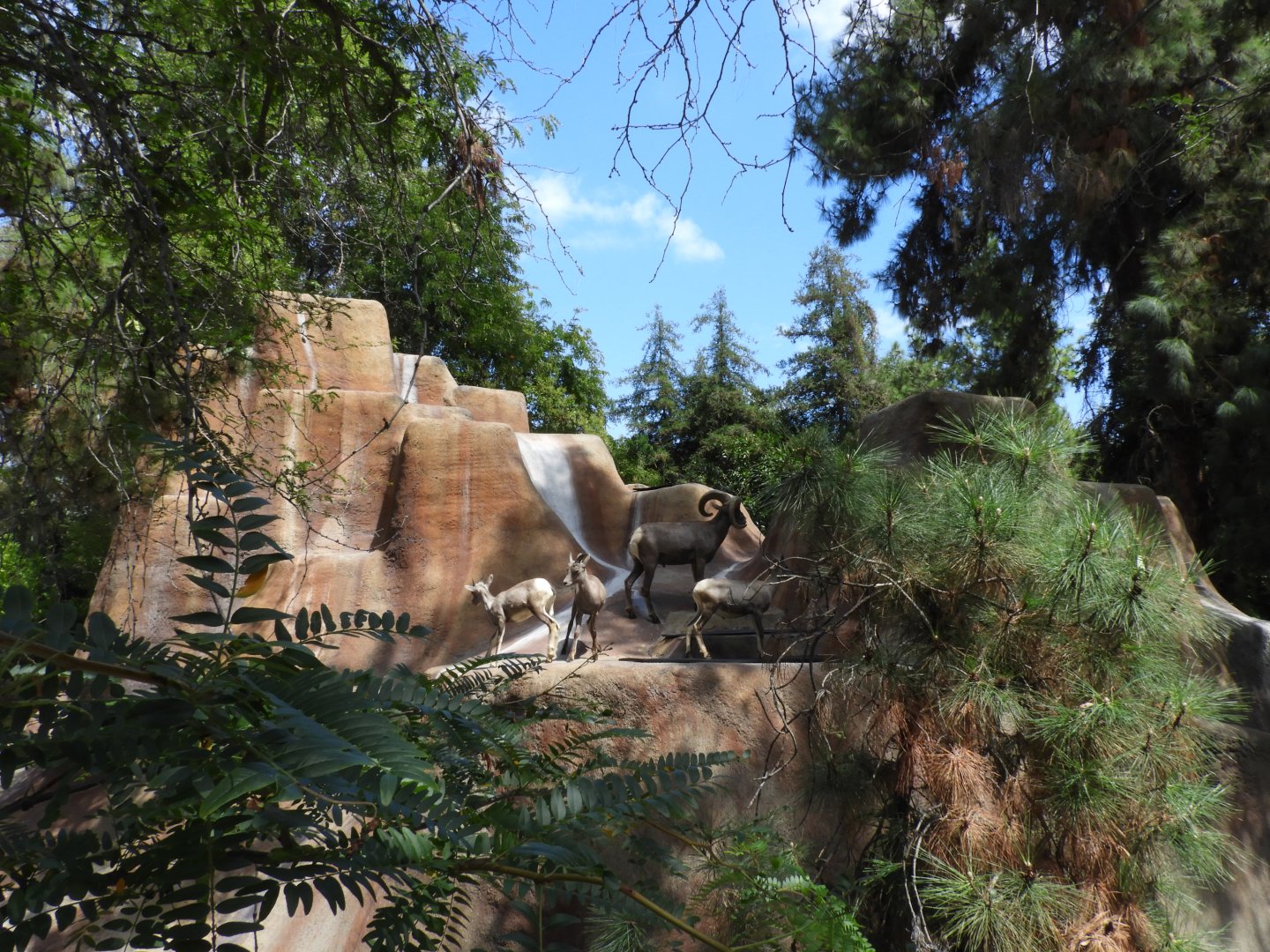 View of bighorn sheep enclosure