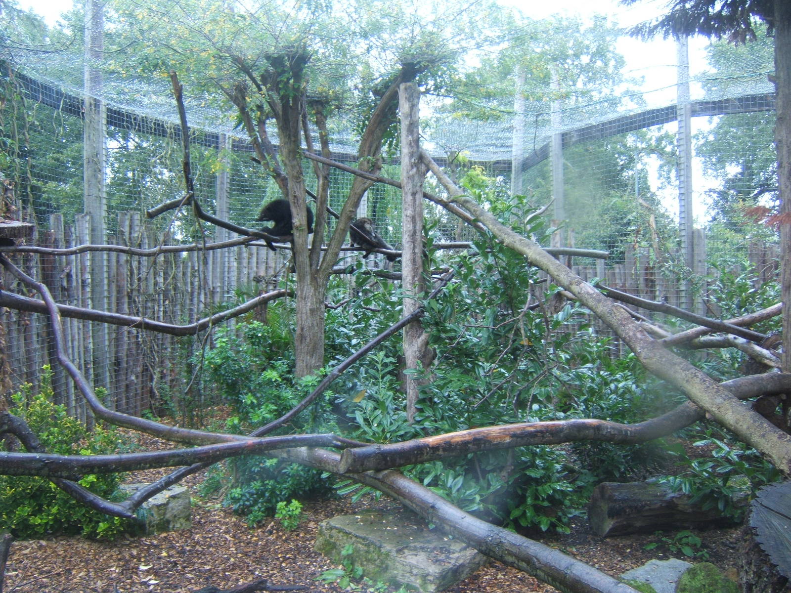View of Binturong enclosure