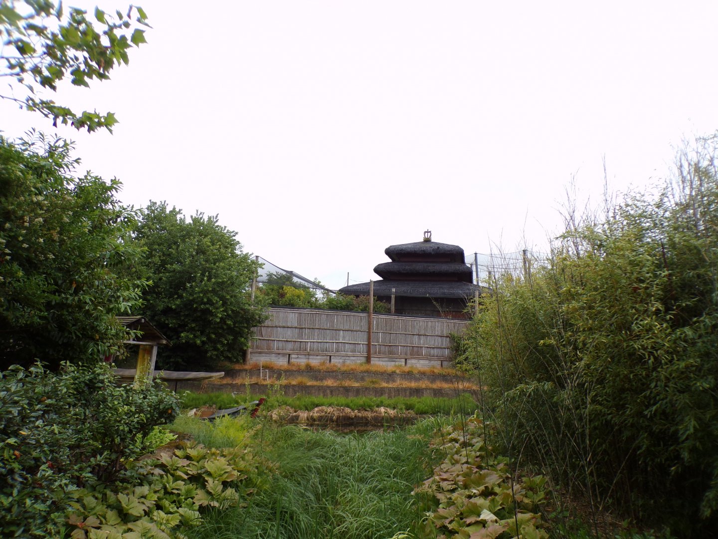 View of bird walkthrough aviary from tiger enclosure 29.6.24